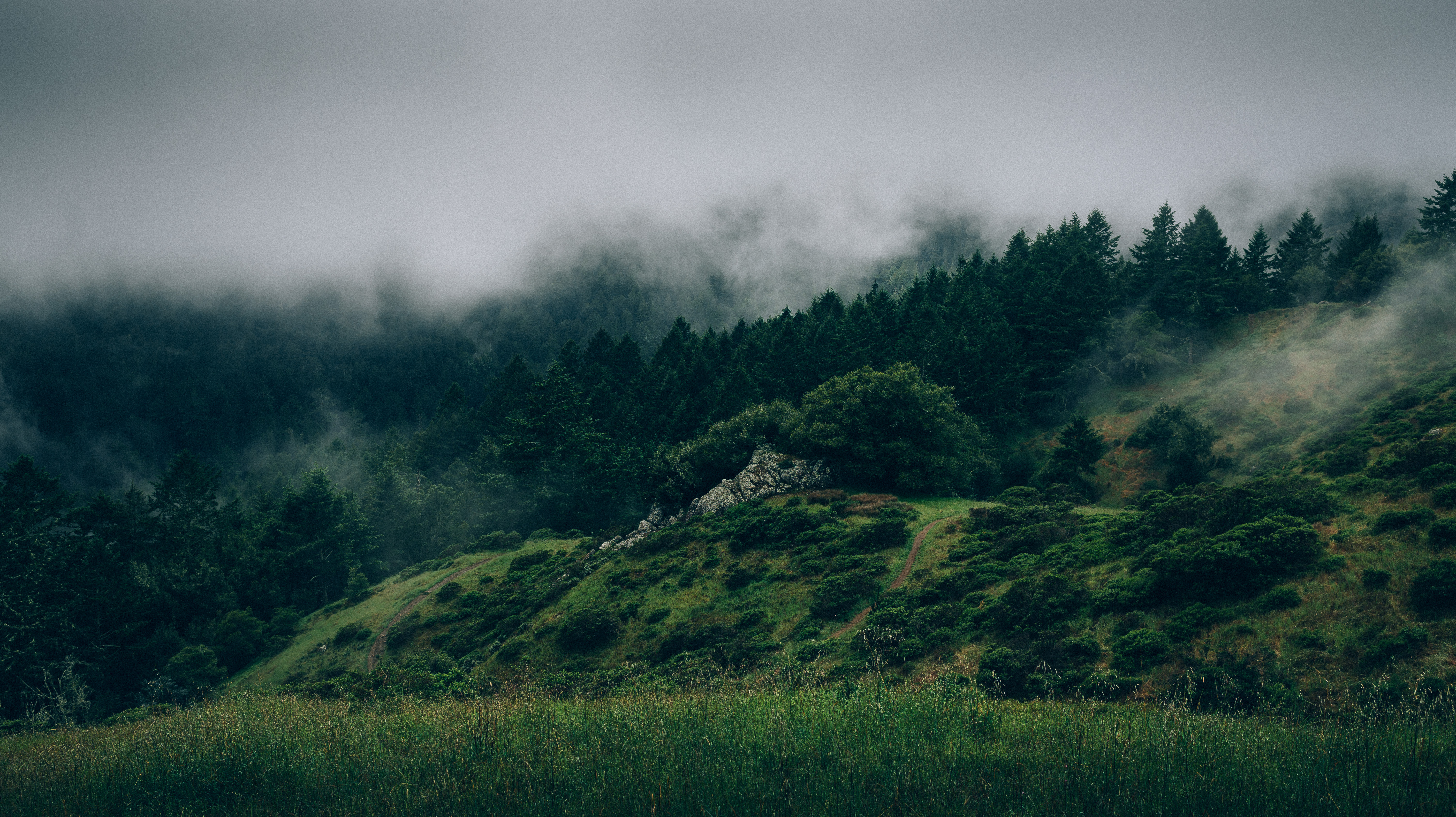 FreeUse - Cloudy foggy forest high quality photo