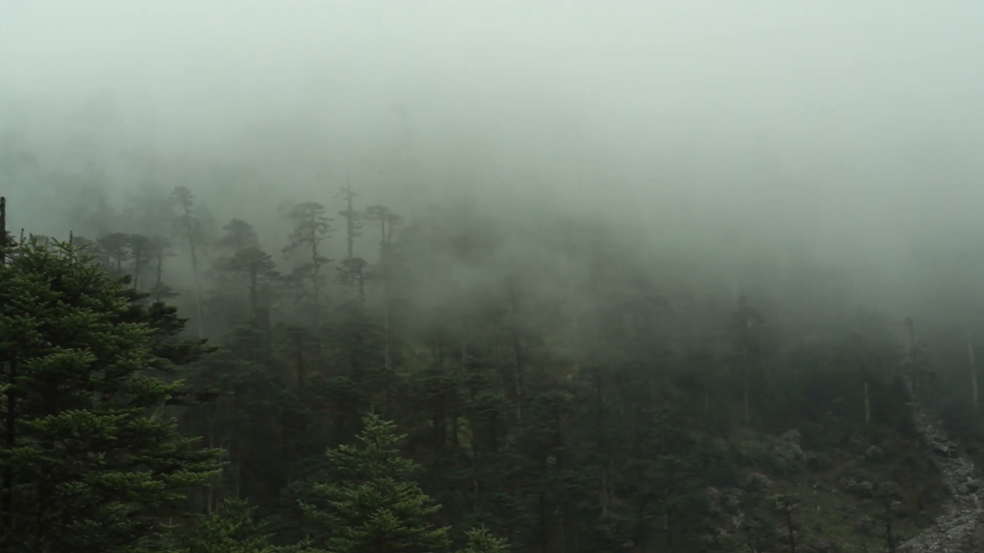 Cloudy forest with fog, long shot Stock Video Footage - Videoblocks