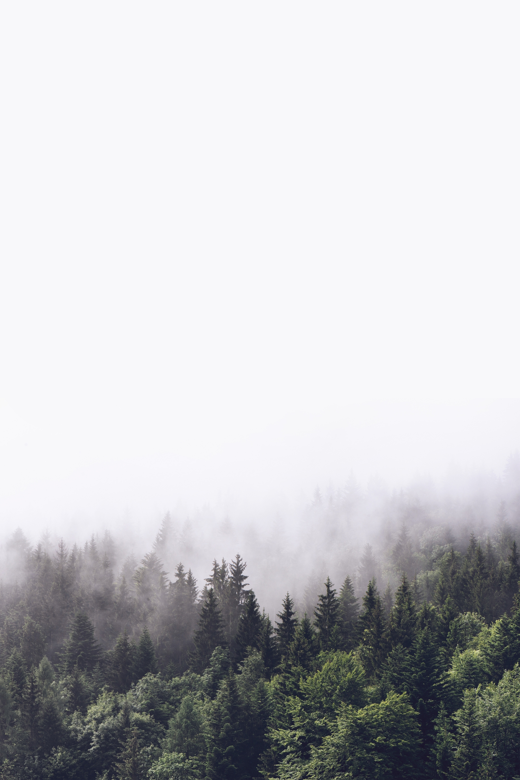 Cloudy forest 2 Wall mural | Photo wallpaper | Fog - Happywall