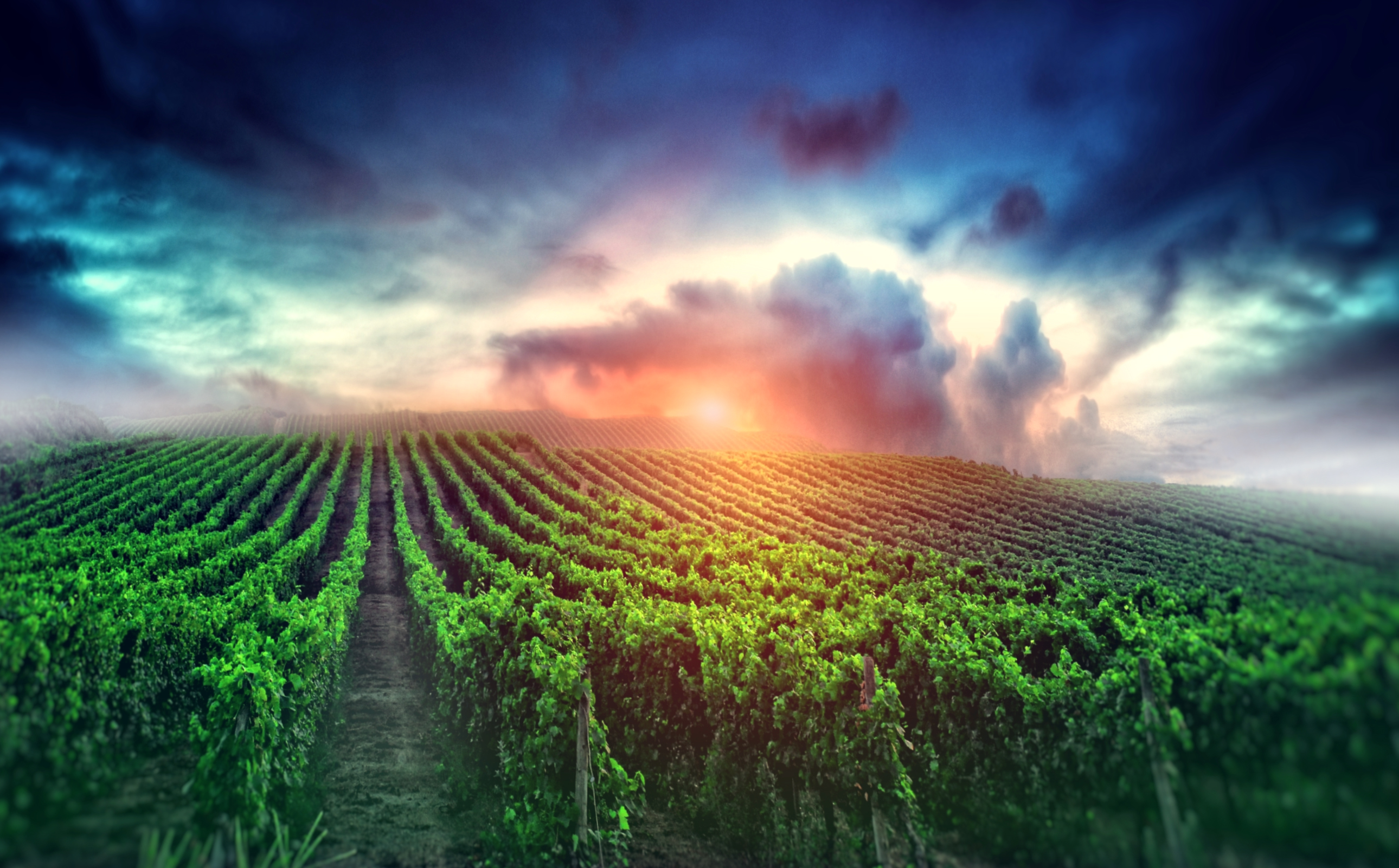 Cloudy sunrise over the vineyard photo