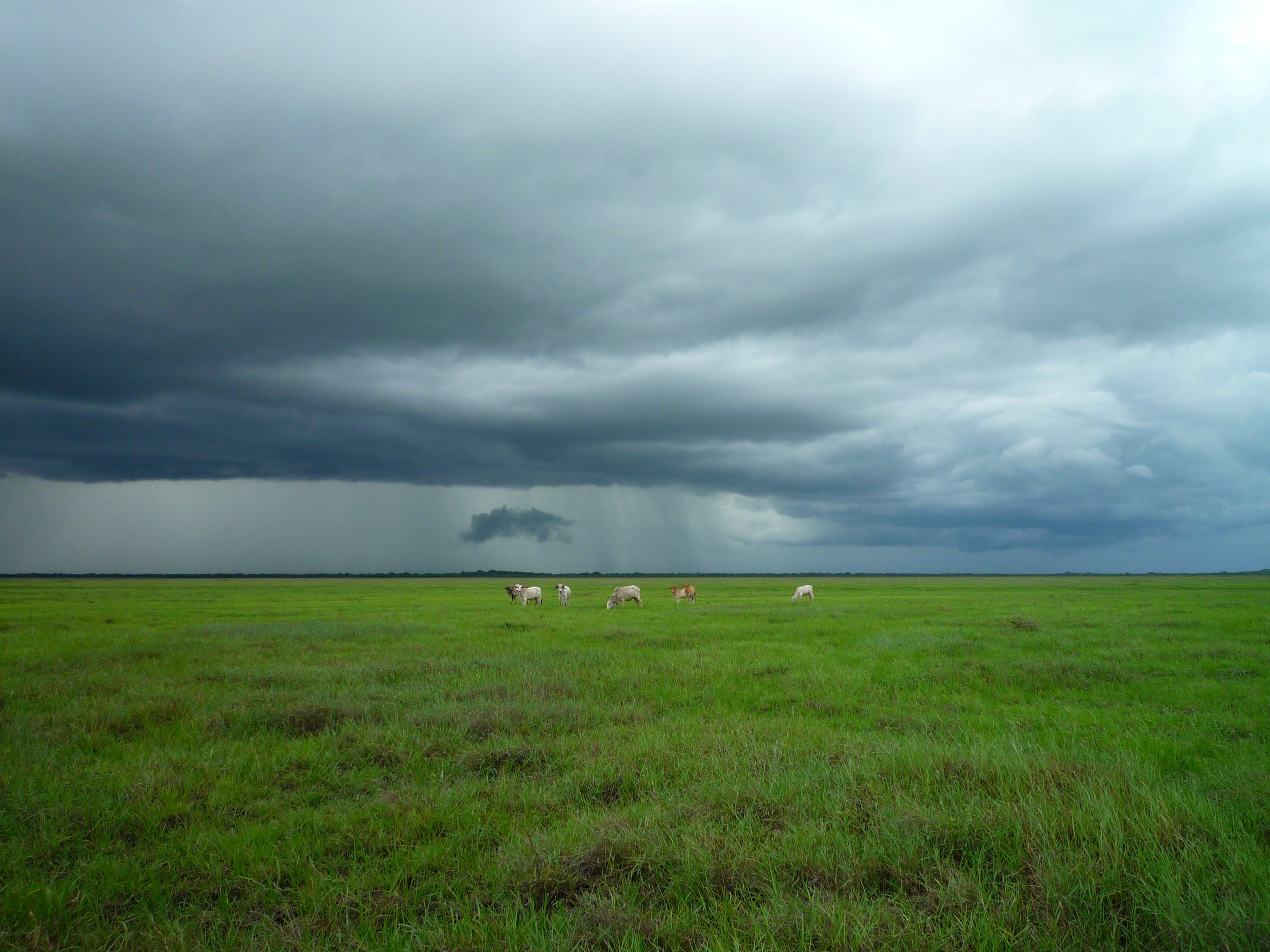Cloudy Weather, Animal, Cloud, Cloudy, Cow, HQ Photo