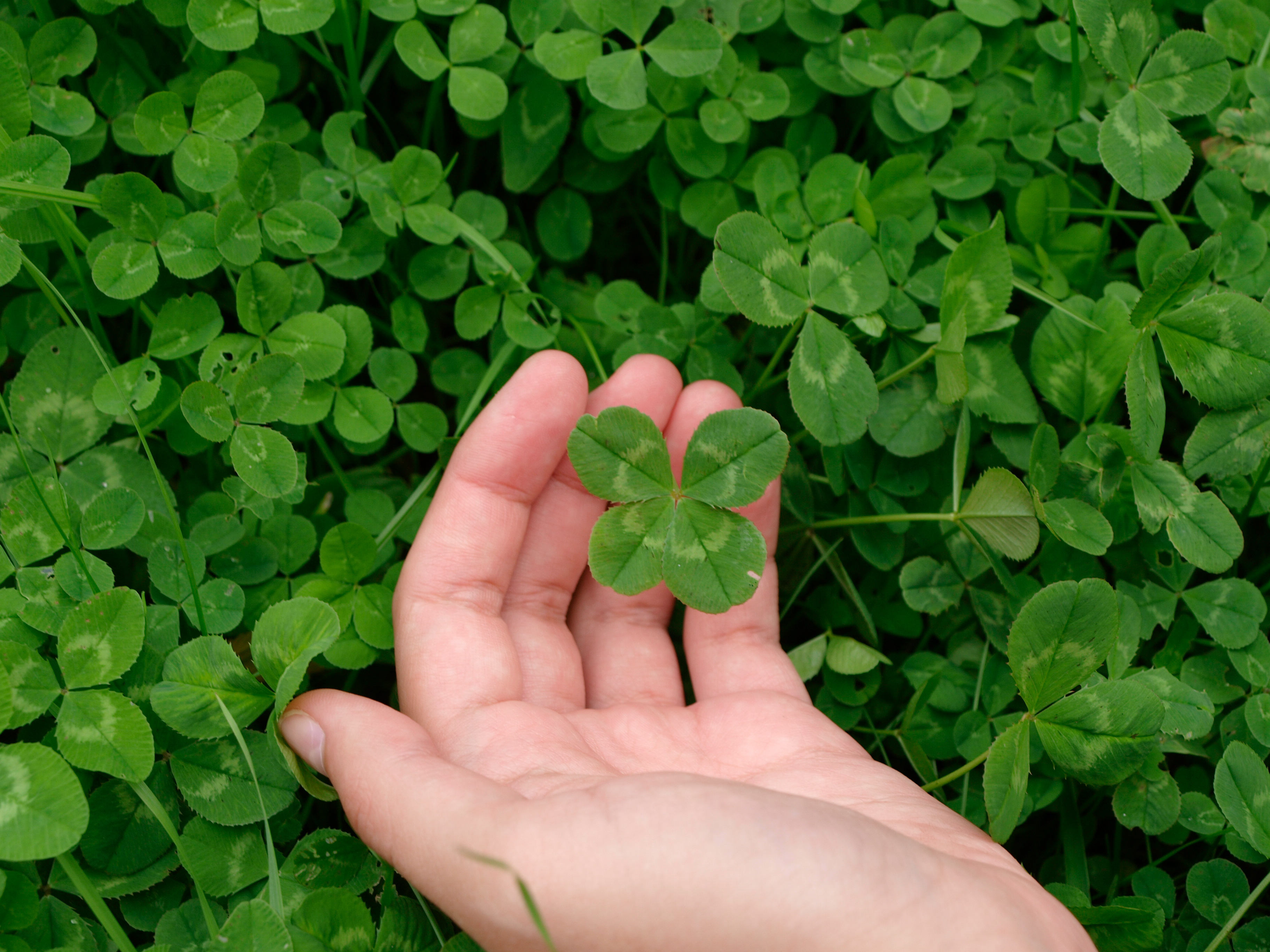 4 Fun Facts About Four Leaf Clovers - Everyday Inspiration from LTD