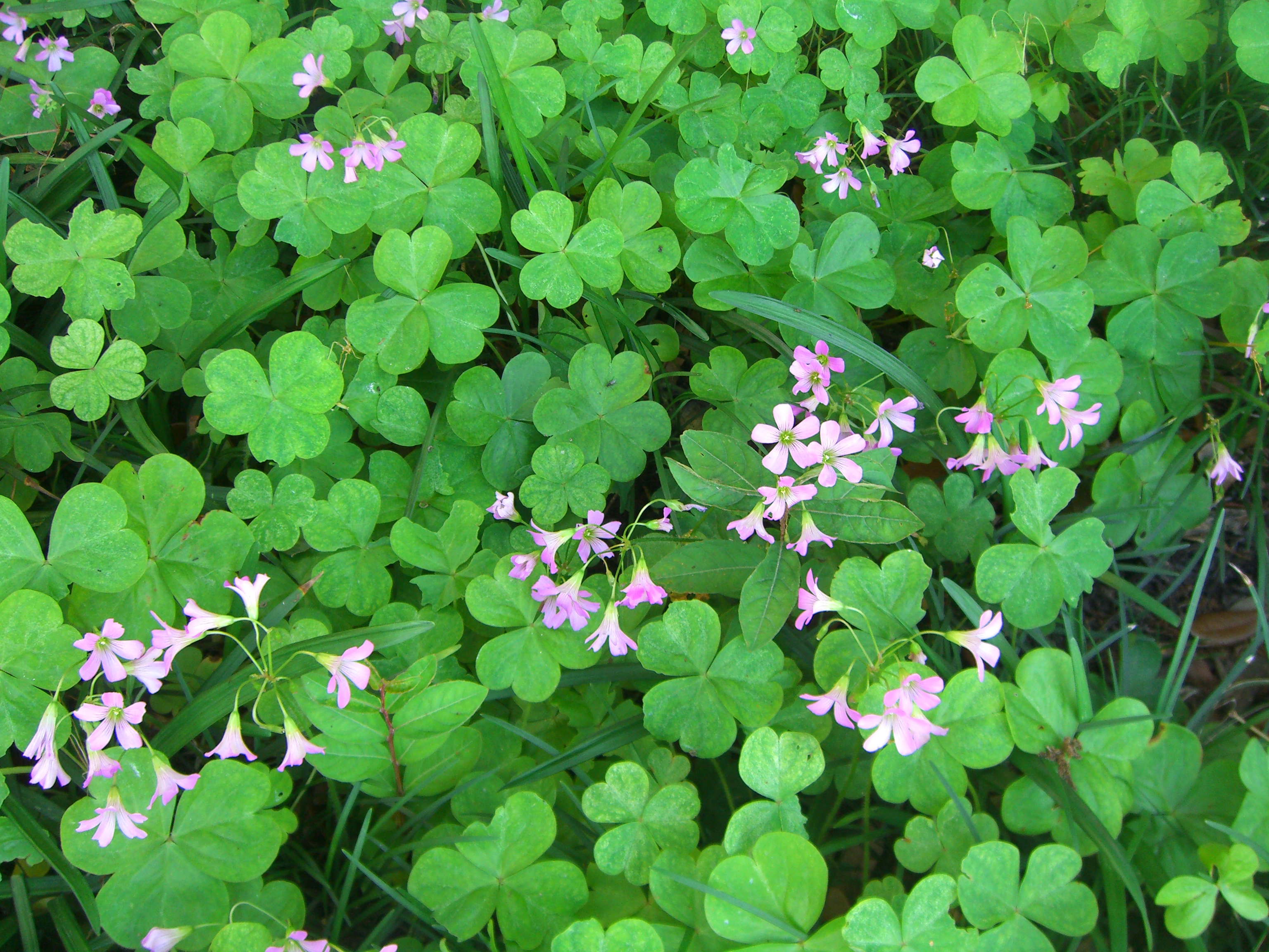 Clover: Weed or beautiful flower? | Green Pocket Protector