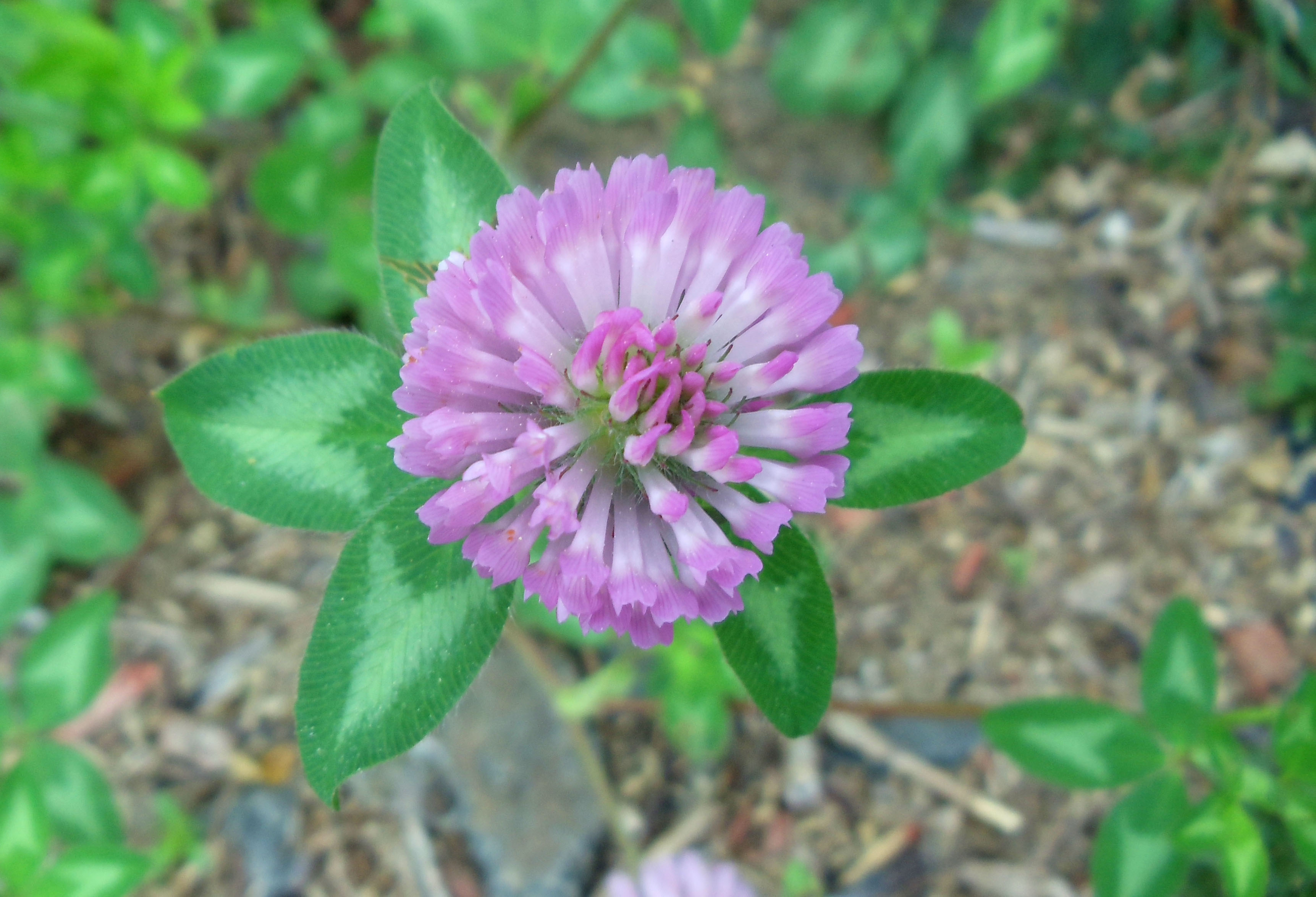 Permaculture Plants: Red Clover | Temperate Climate Permaculture