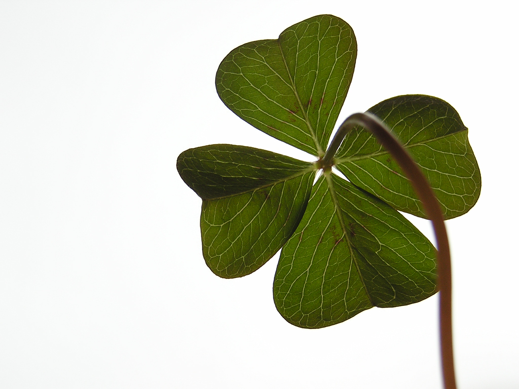 Keep the Luck o' the Irish With Your Year Round: How to Preserve a ...
