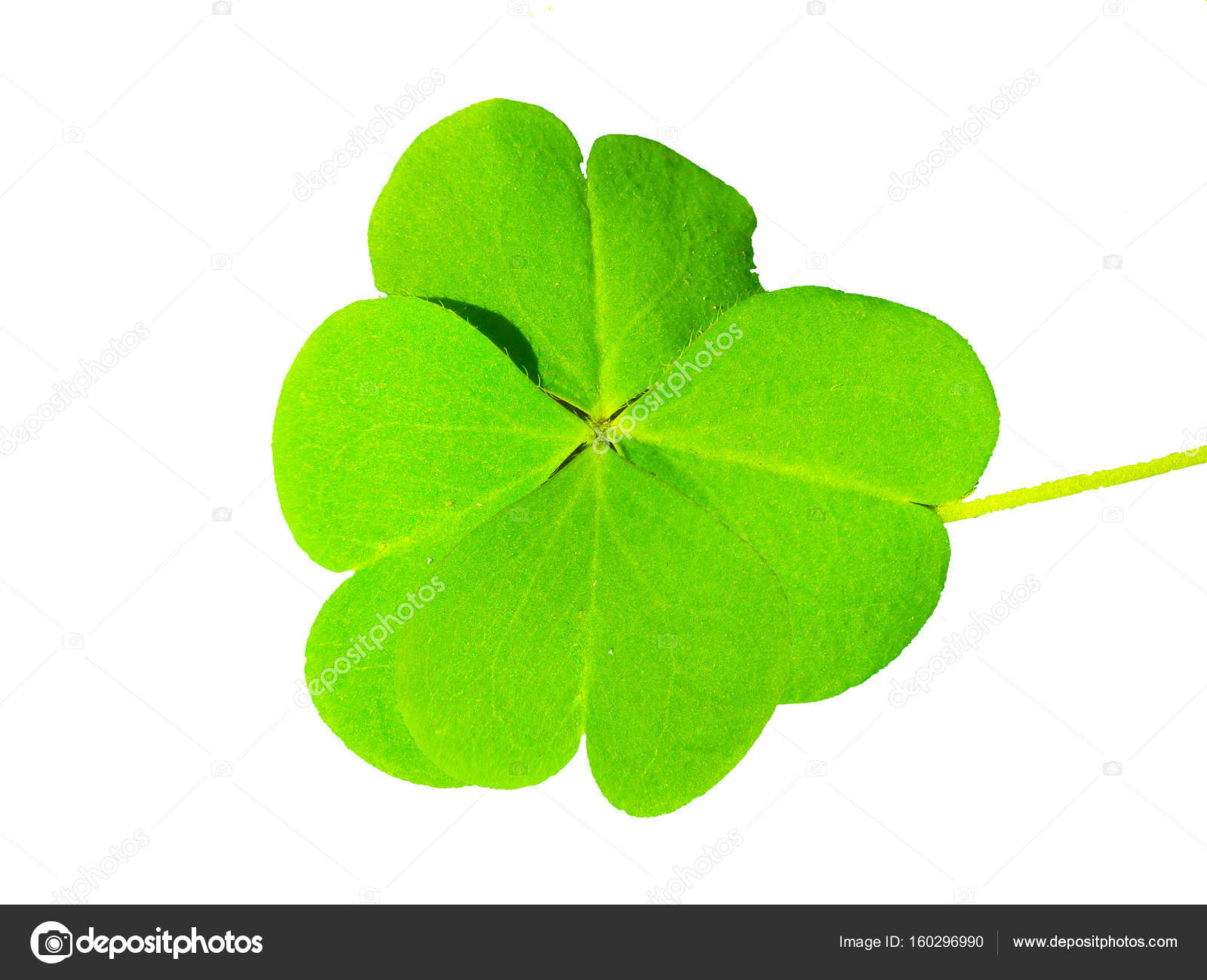 Lucky symbol clover leafs isolated — Stock Photo © Glopphy #160296990
