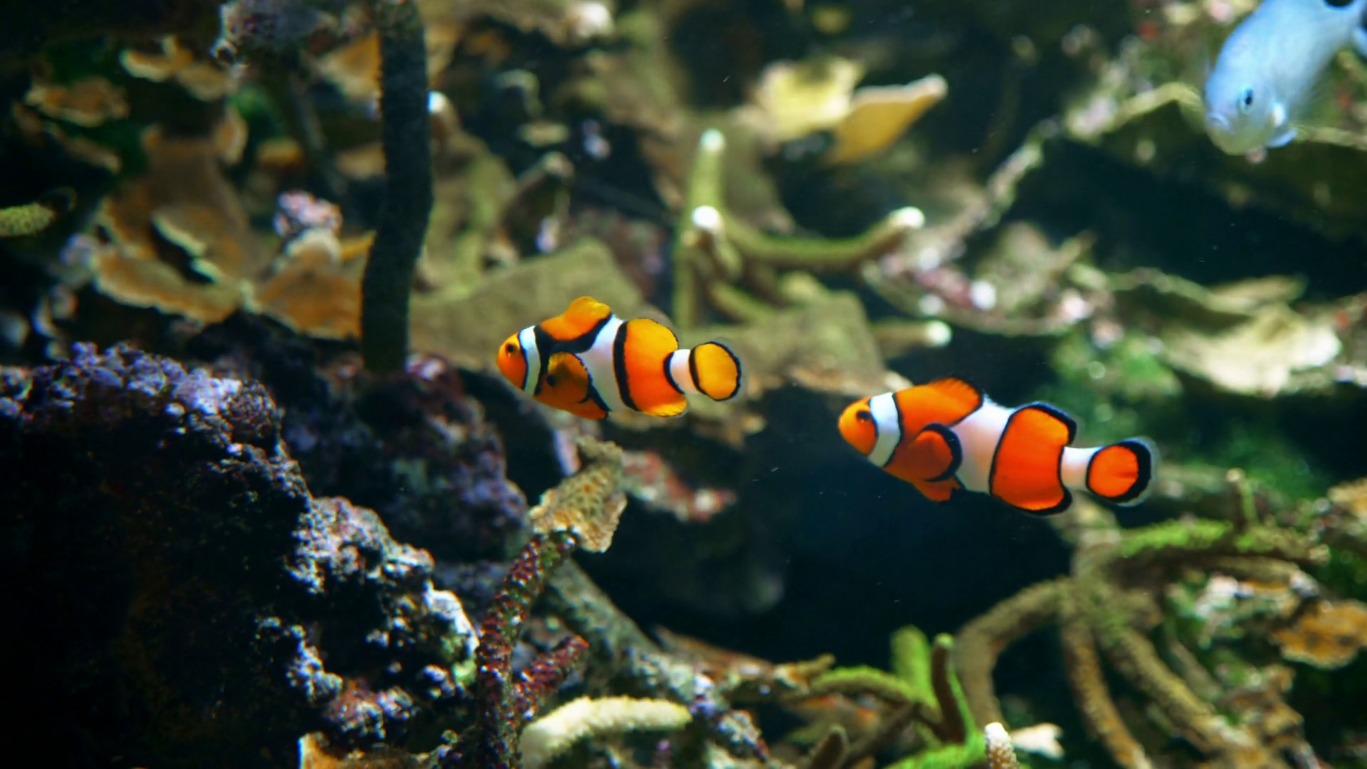 Two clownfish swimming together in tank Stock Video Footage ...