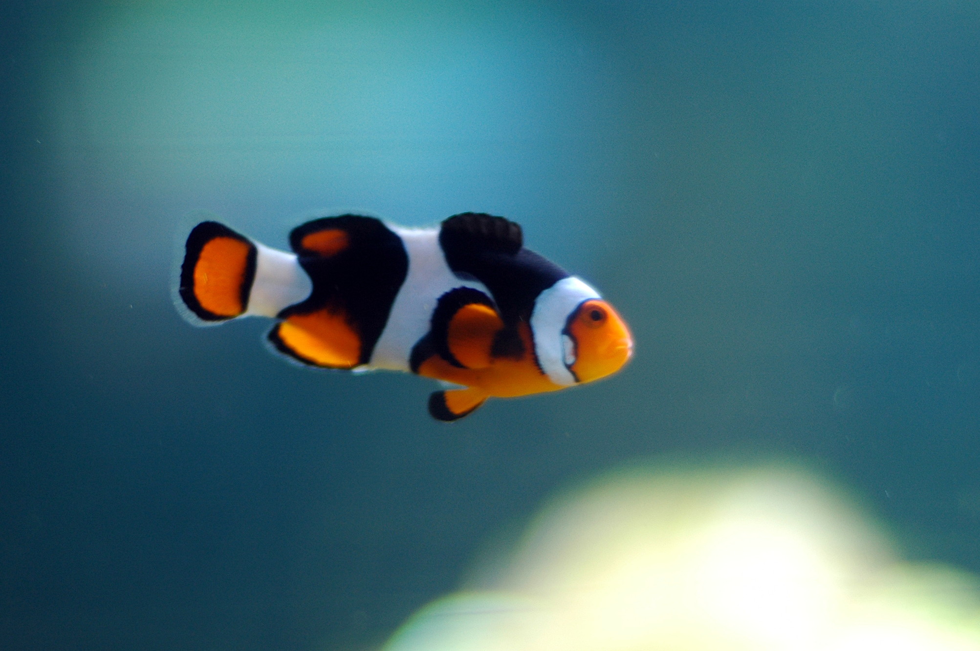 File:Clown Fish Swimming.jpg - Wikimedia Commons