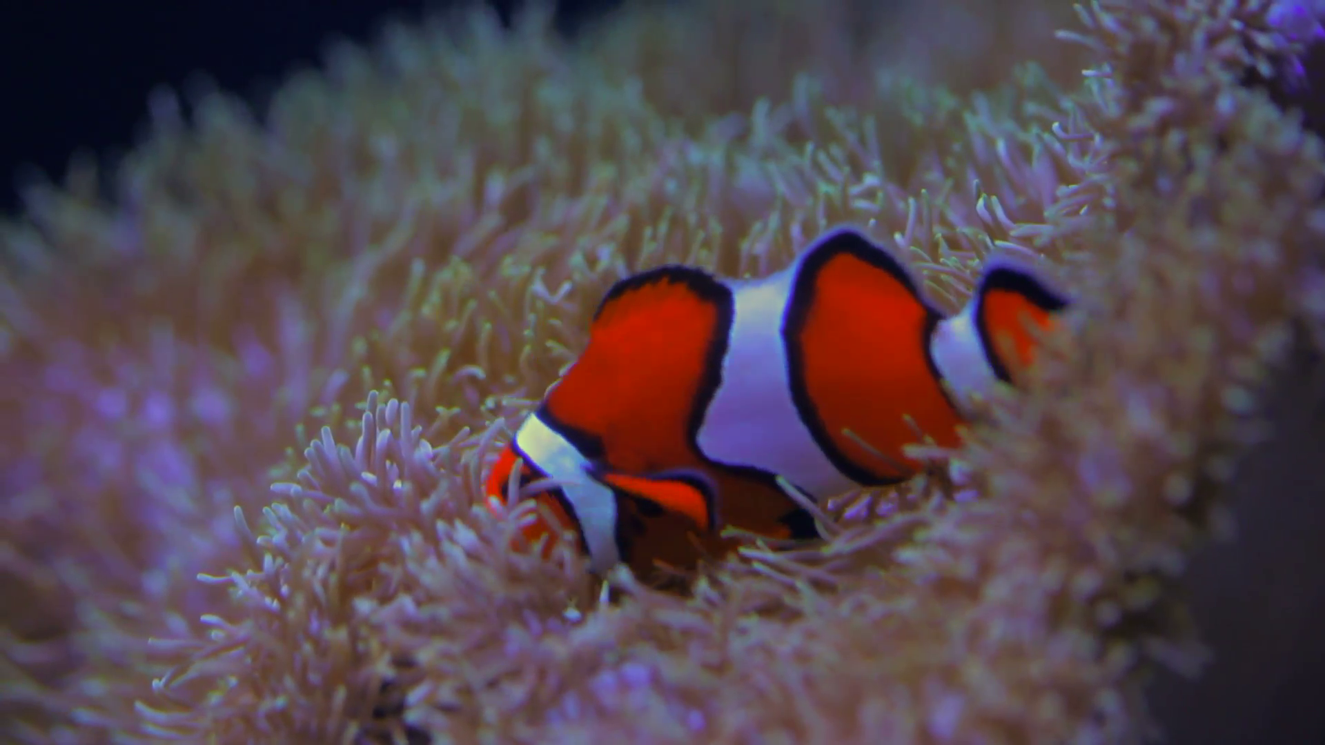 Tropical Fish Clownfish v3 A clownfish swimming Shallow depth of ...