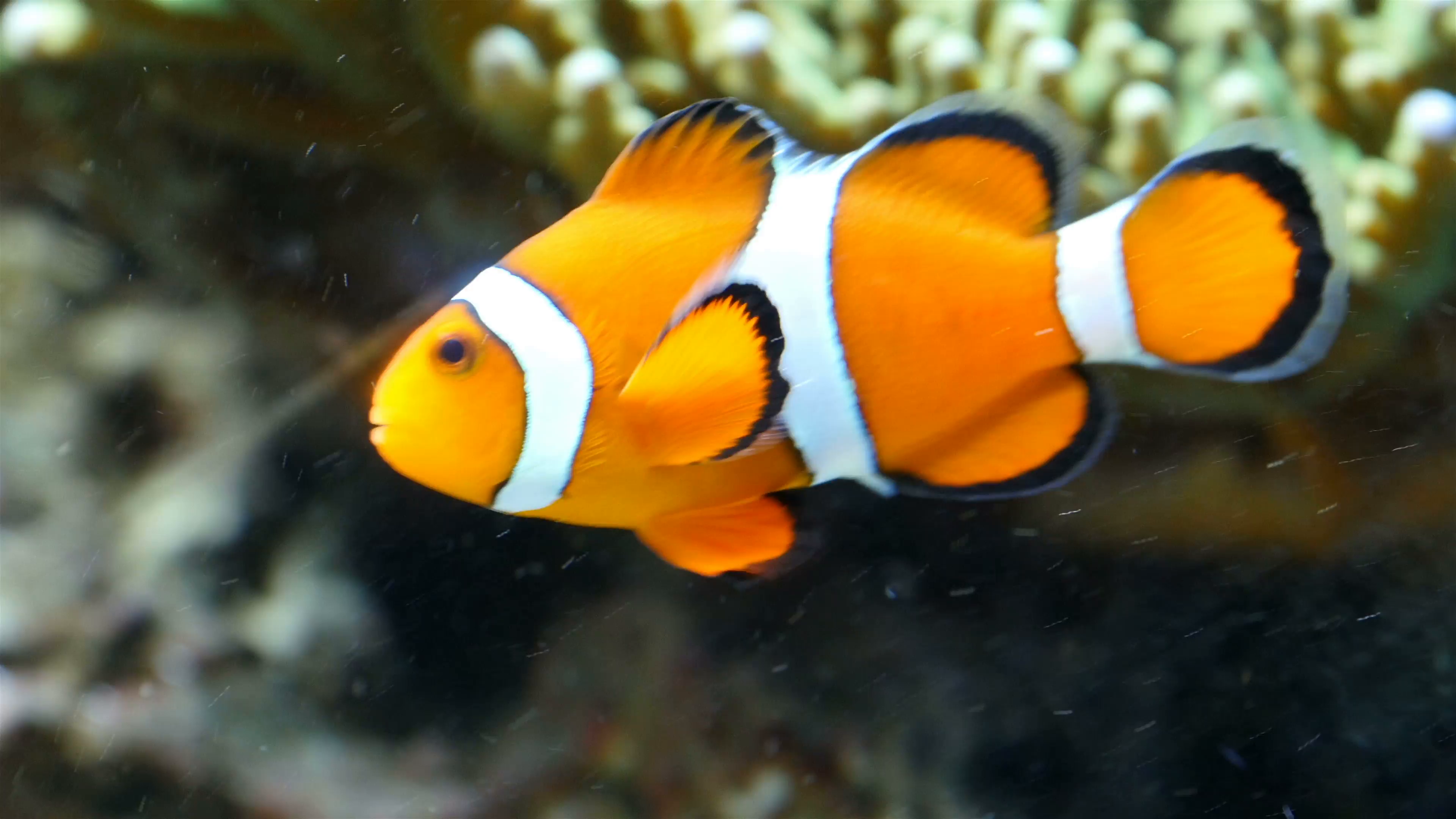 A small clownfish swimming on the water Stock Video Footage ...