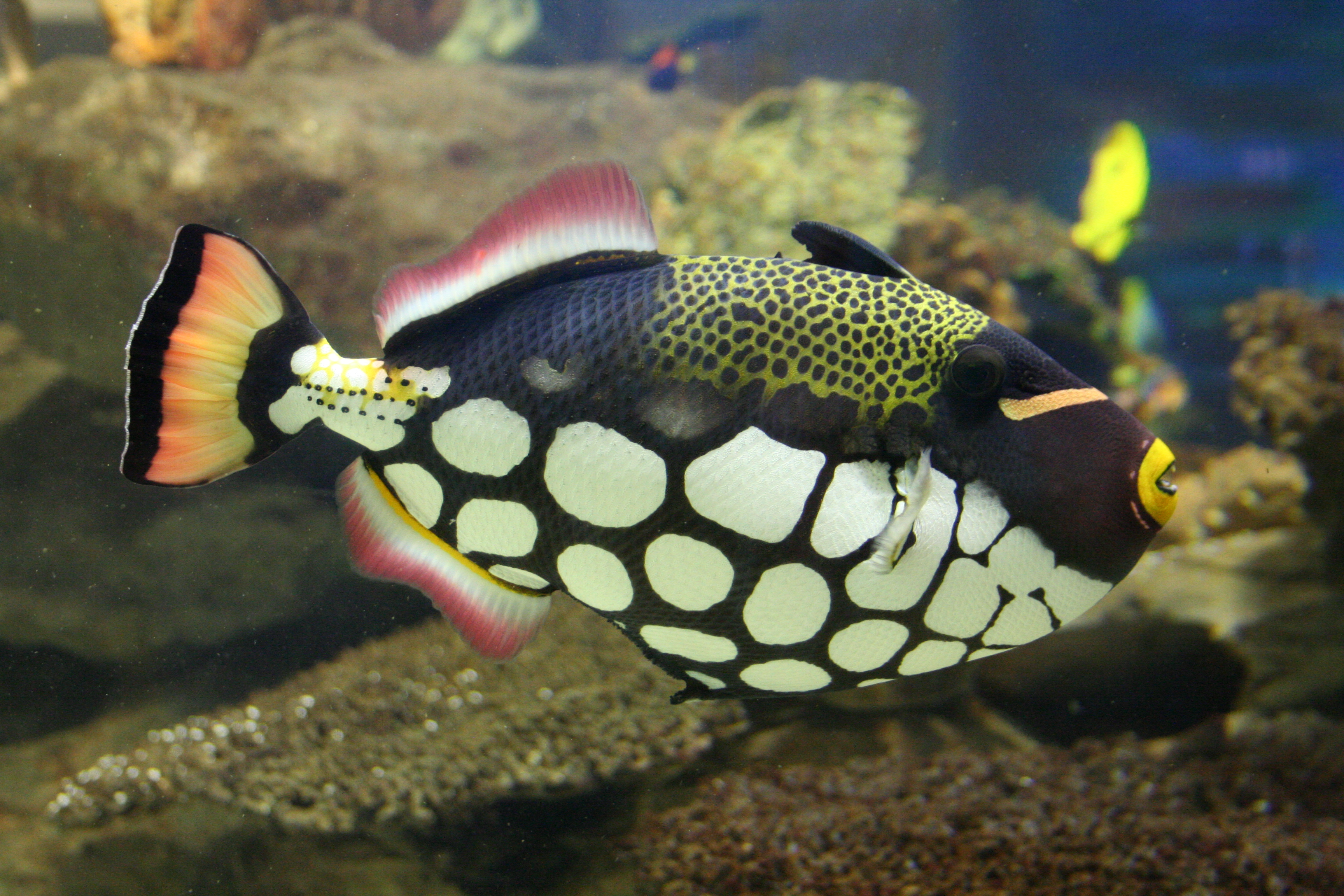 Clown triggerfish – Species – Two Oceans Aquarium Cape Town, South ...