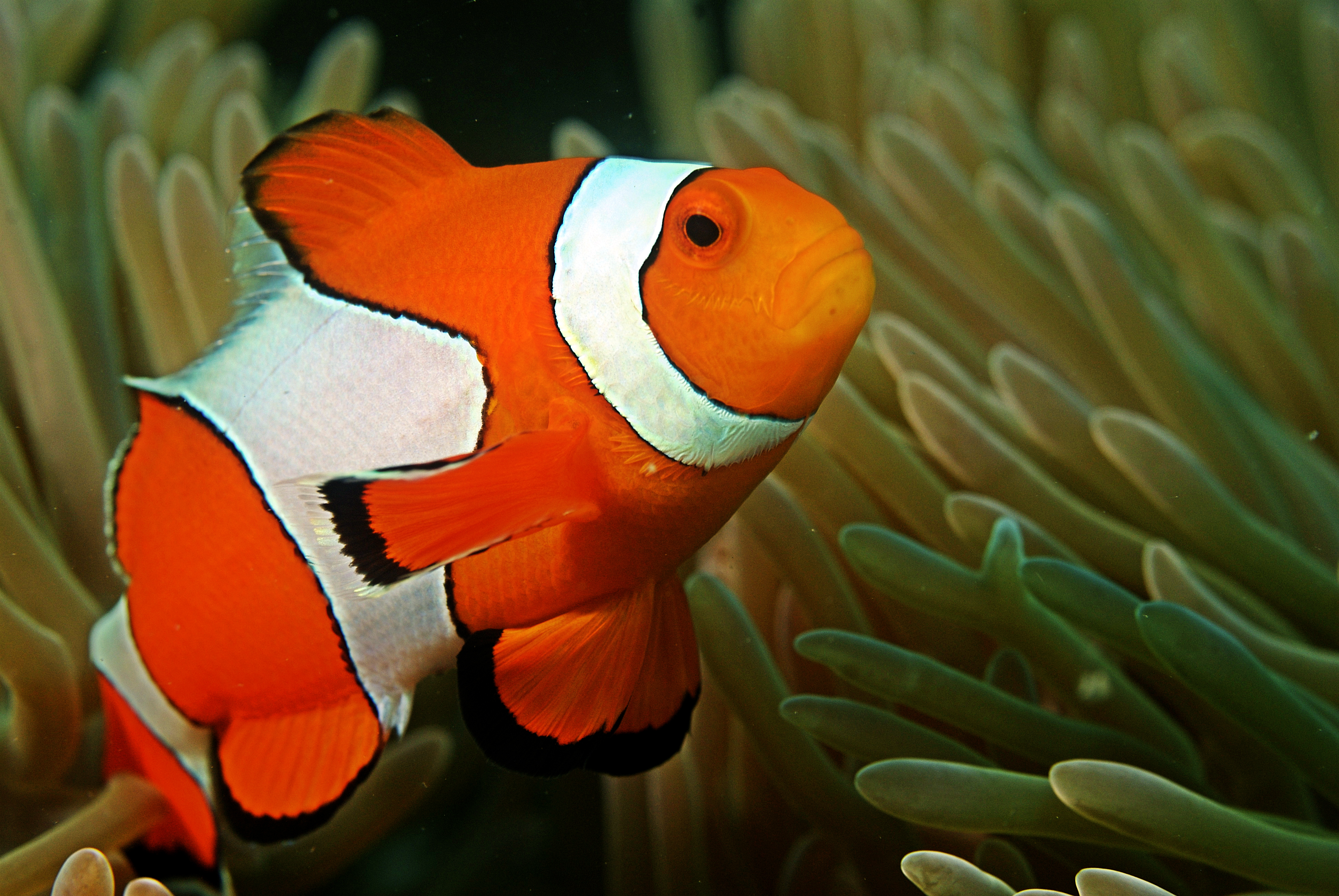 Losing Nemo: Climate change threatens the colorful clownfish