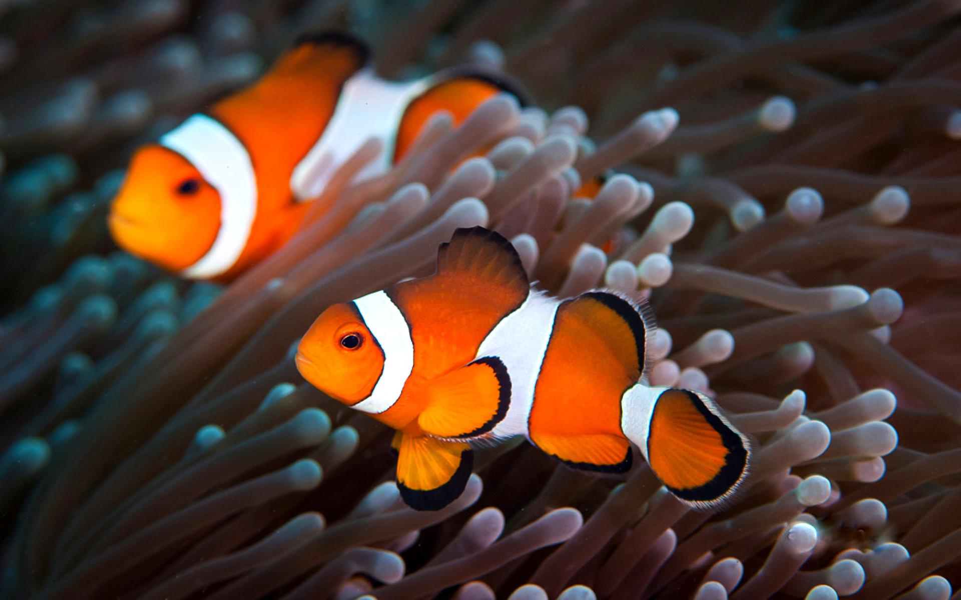 Clown Fish Painting HD Wallpaper, Background Images
