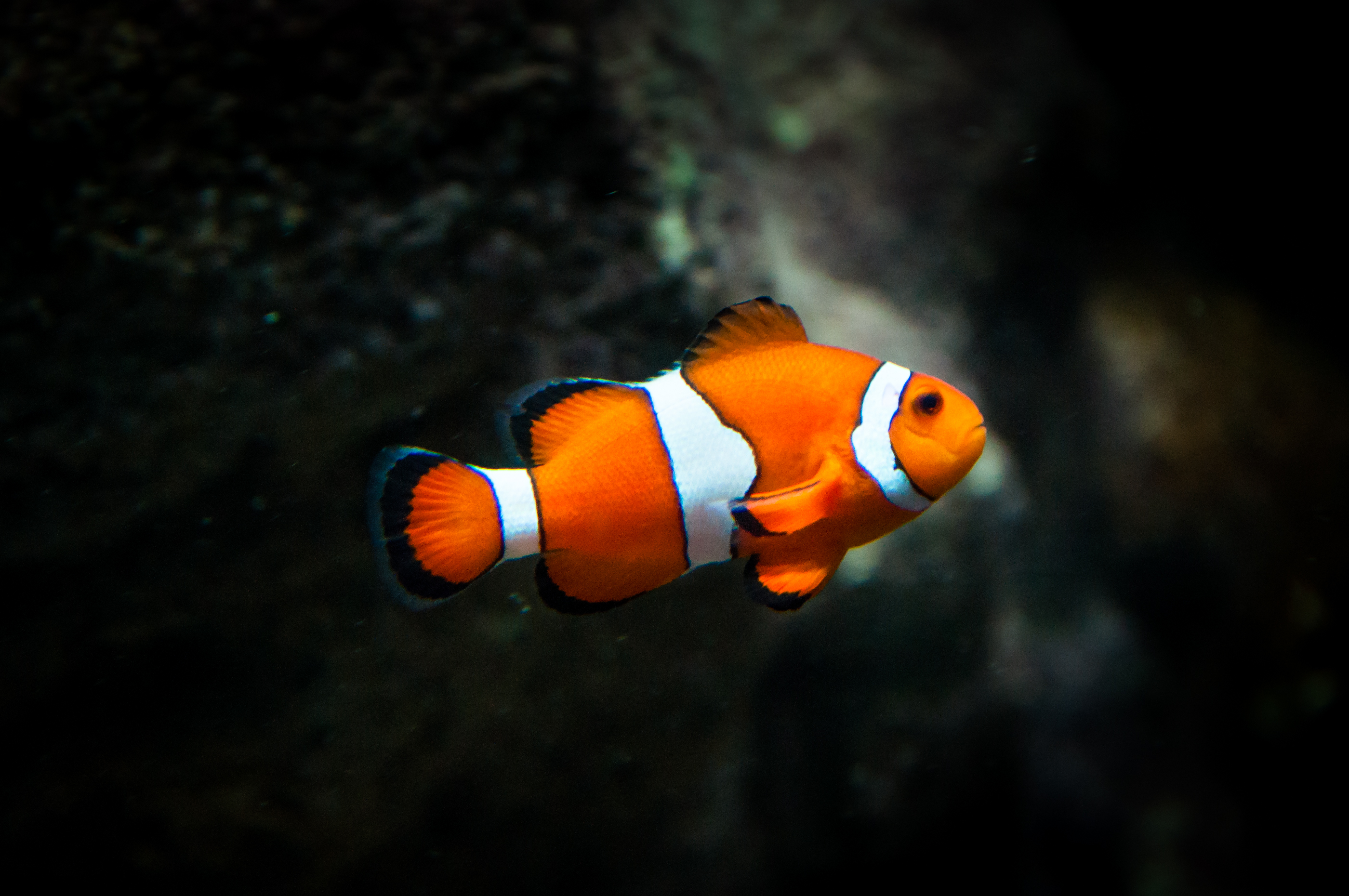 Clownfish fish photo