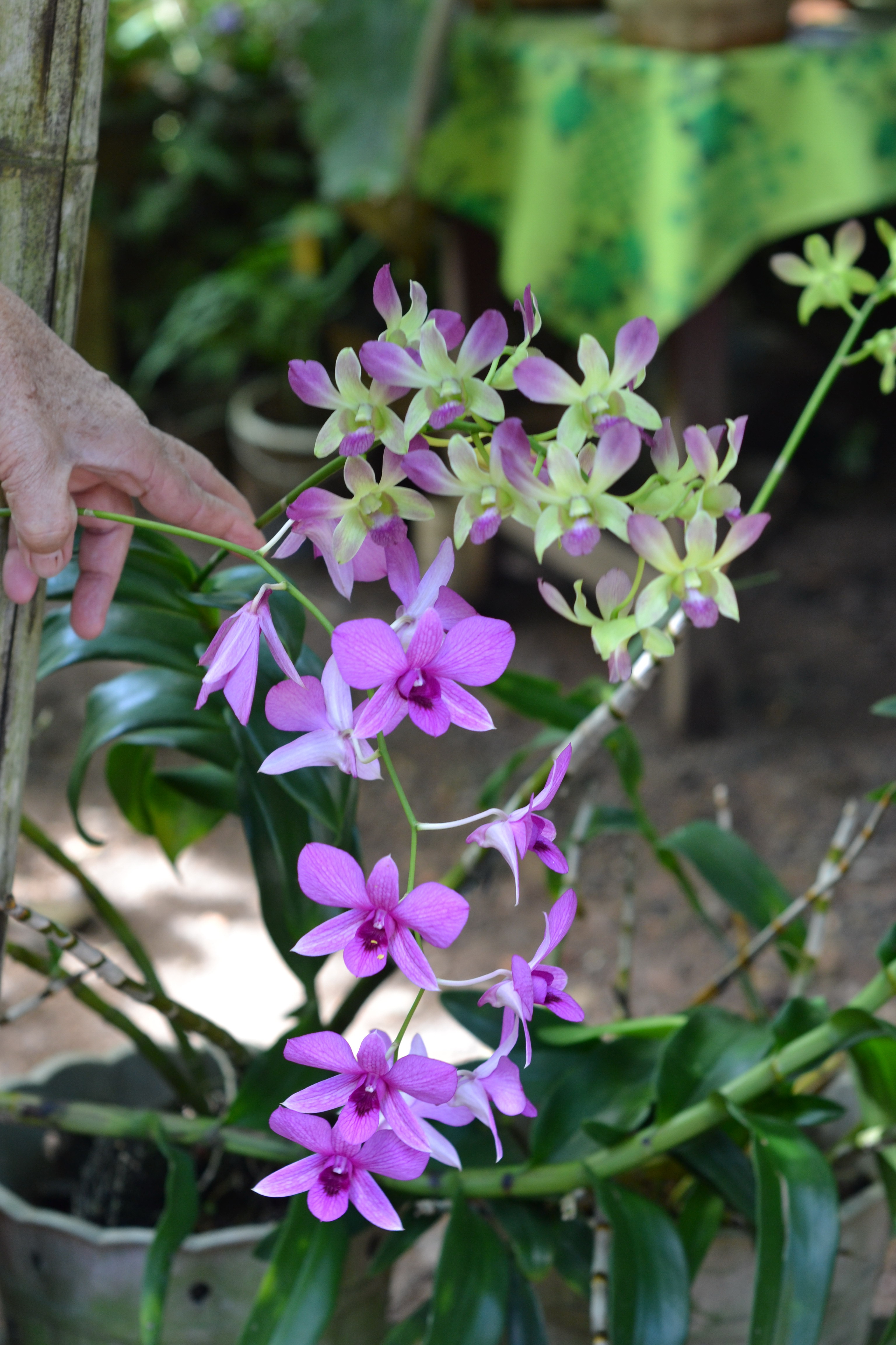 Clumps of green and purple orchid photo