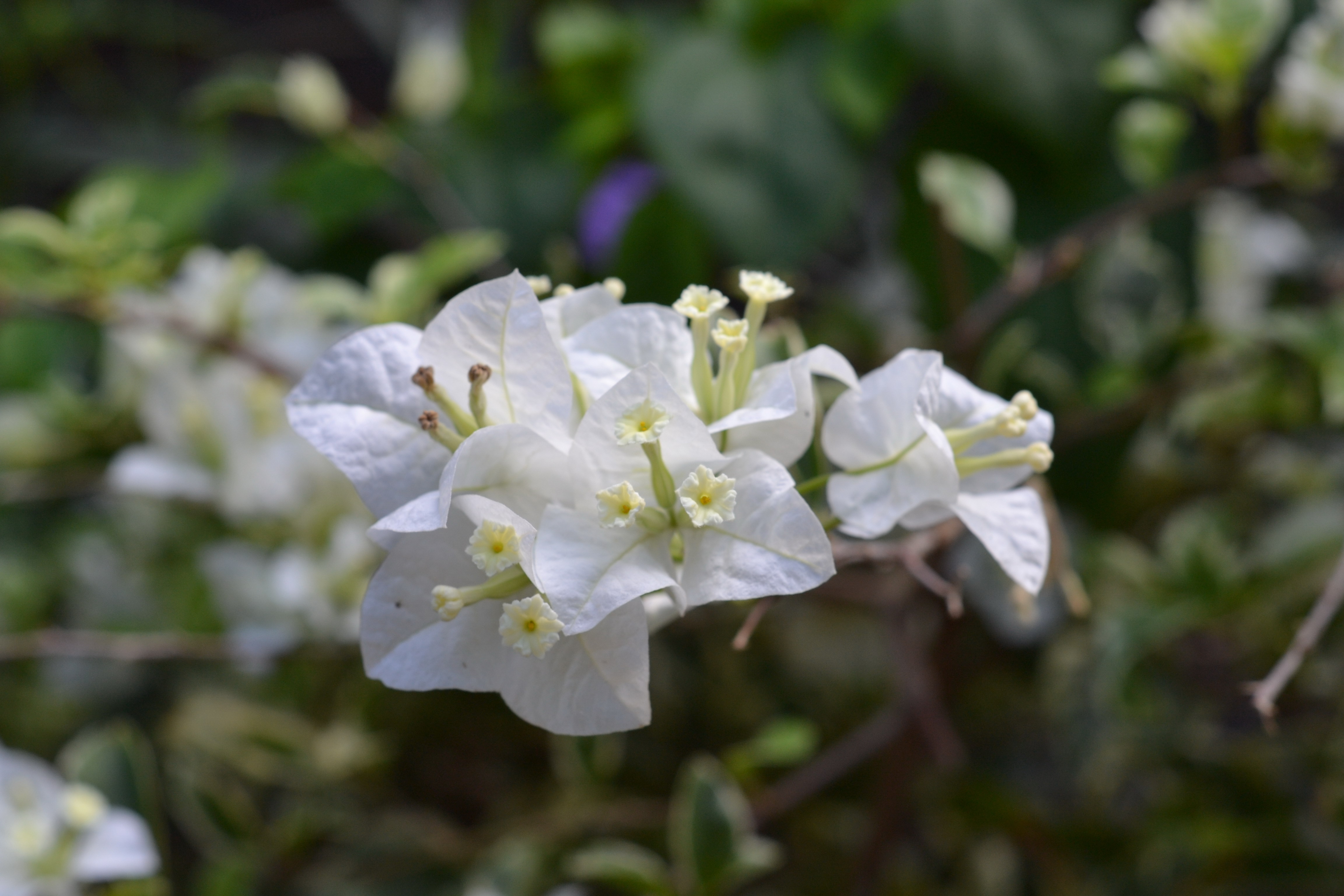 Clumps of white flowers photo