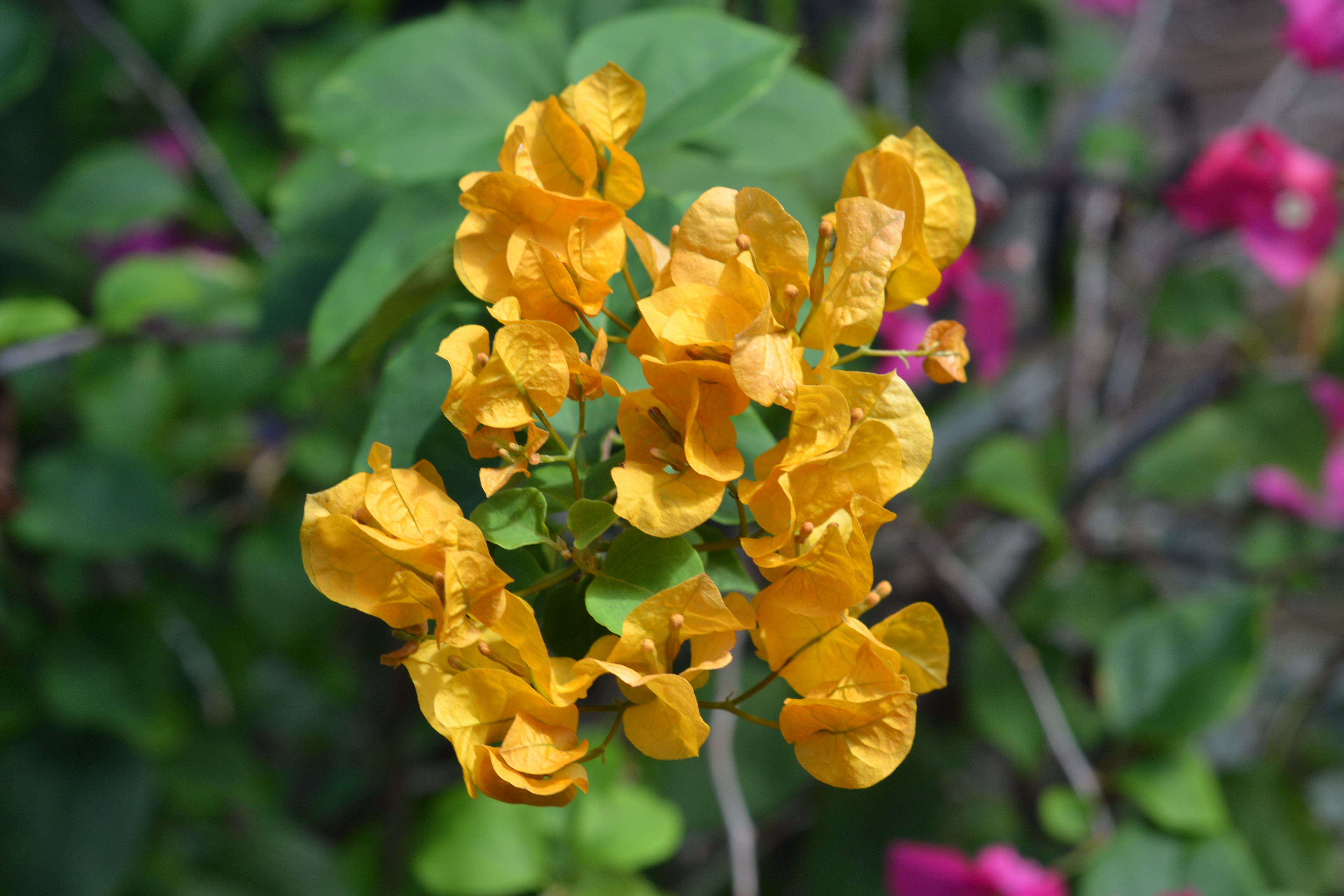 Clumps of yellow flowers photo