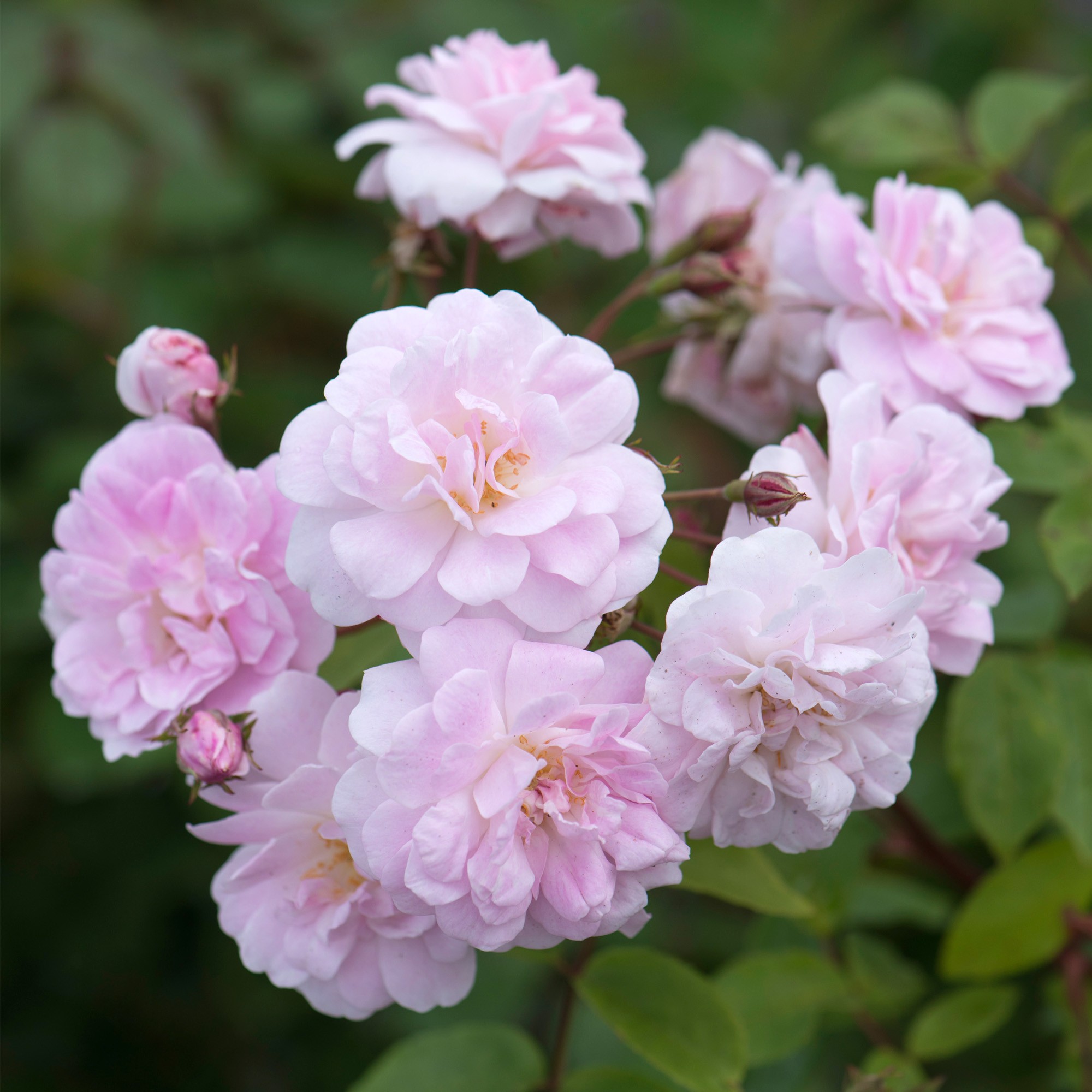 Champney's Pink Cluster - Front of a house - Ideal For