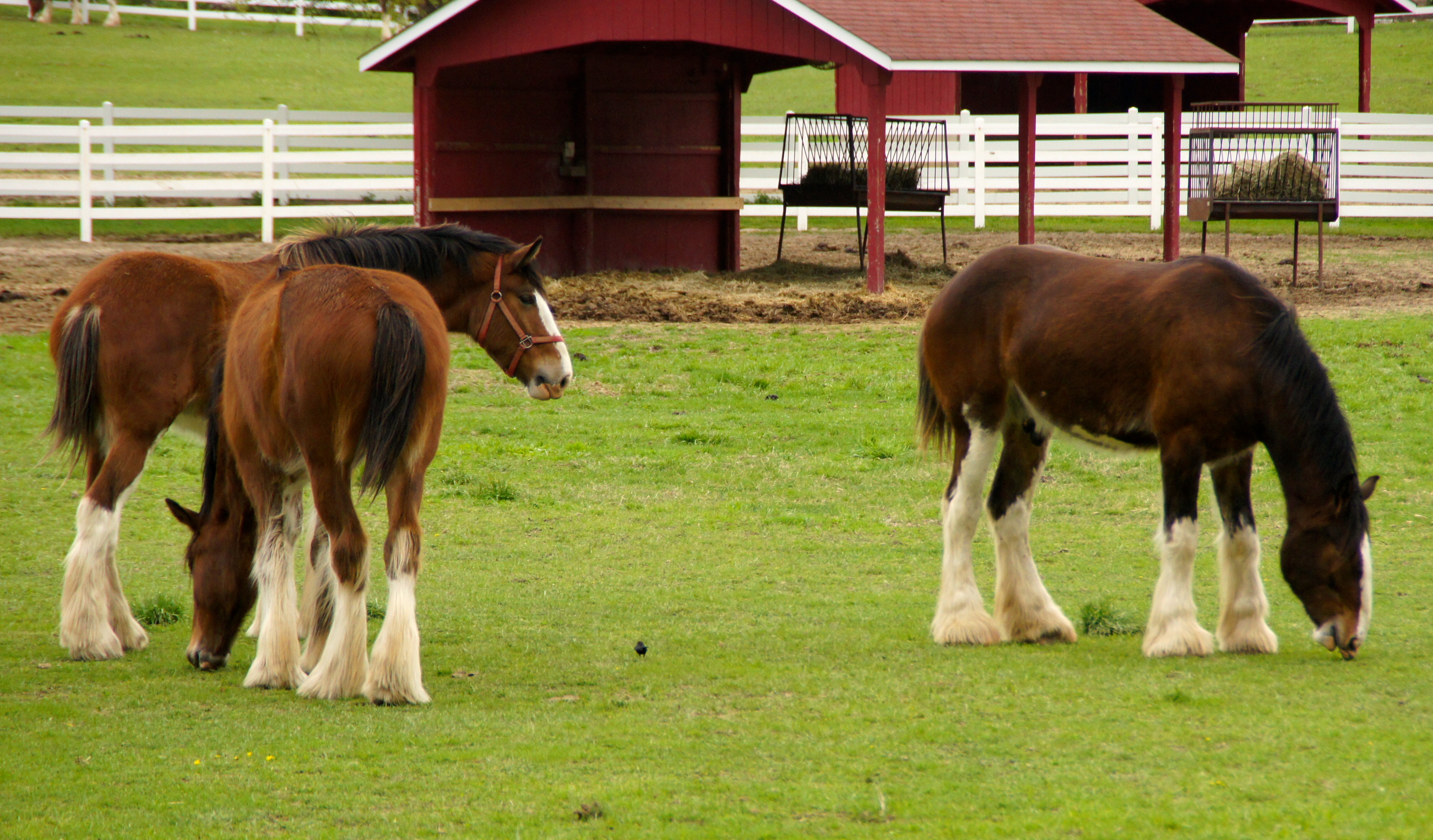 Clydesdales farm photo