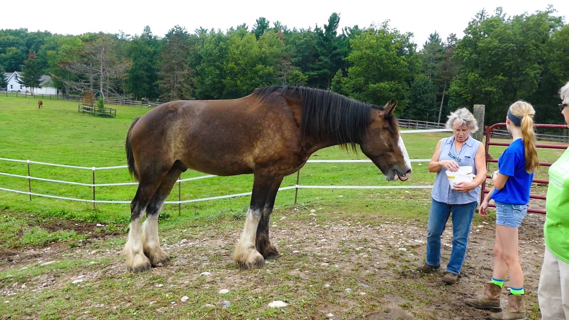 Big Lake Farm Clydesdale - YouTube
