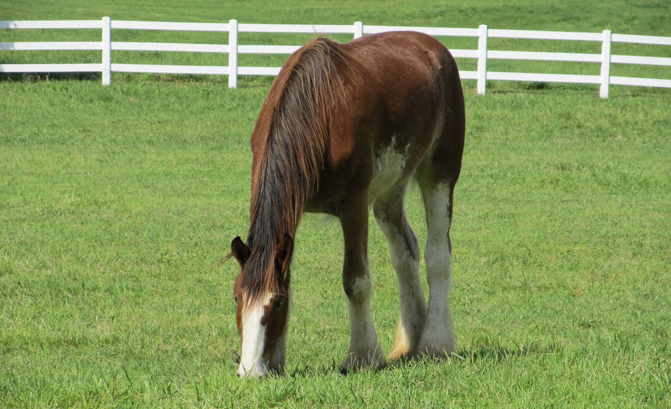 Clydesdales Farm