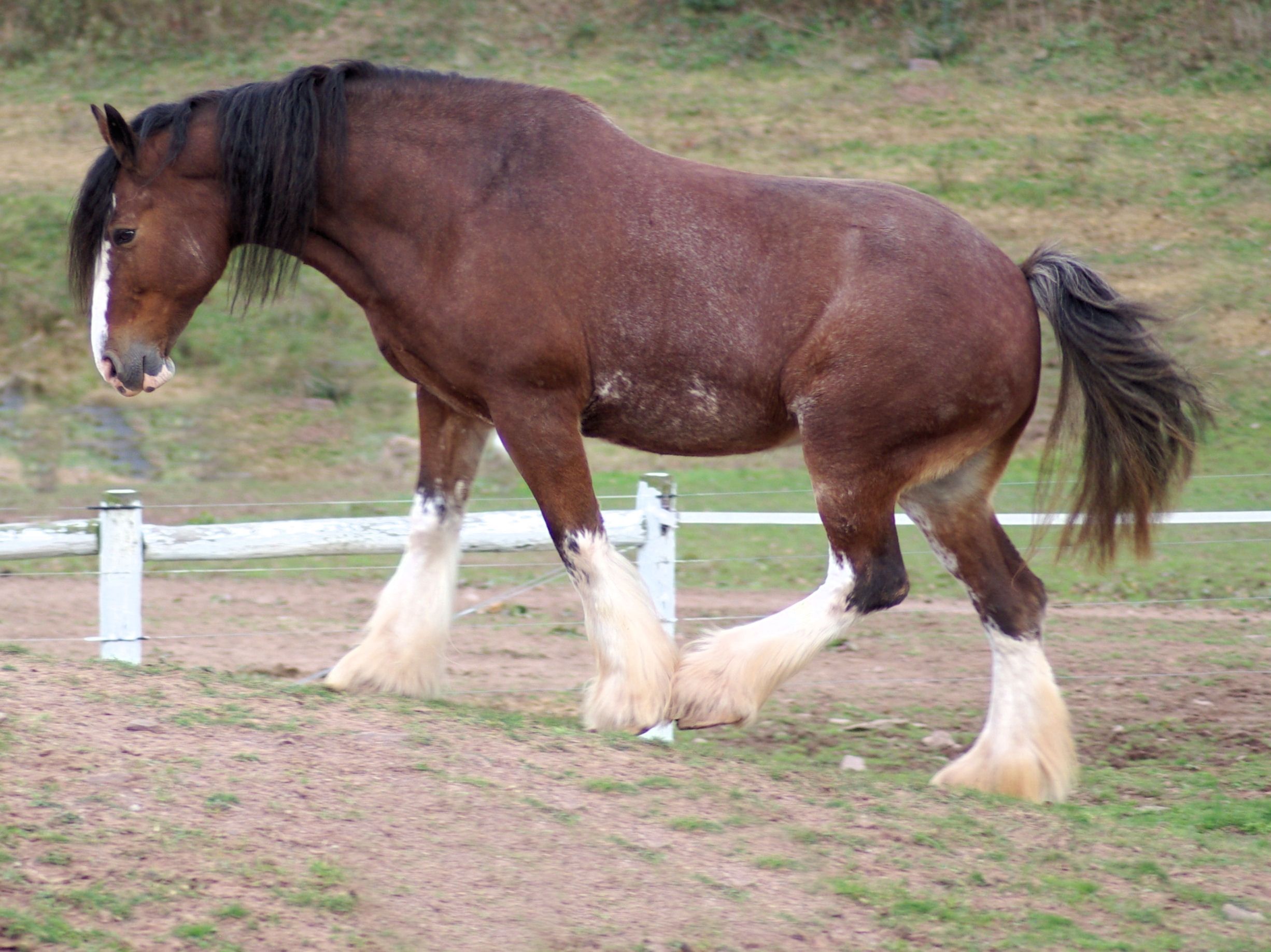 Clydesdale horse | EQUINE - Draft - Gentle Giants | Pinterest ...
