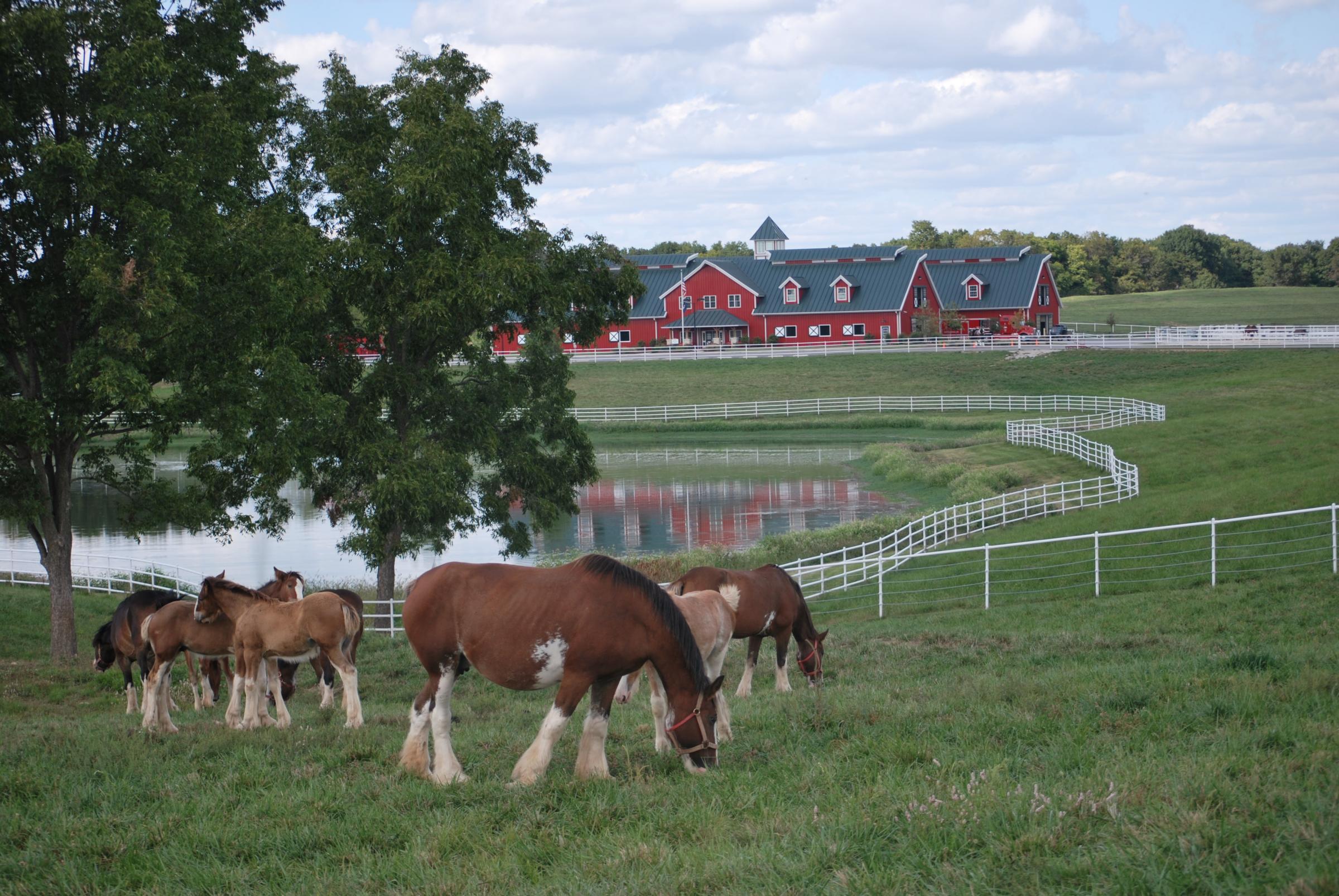 Ranch welcomes 28 Budweiser Clydesdale foals | St. Louis Public Radio