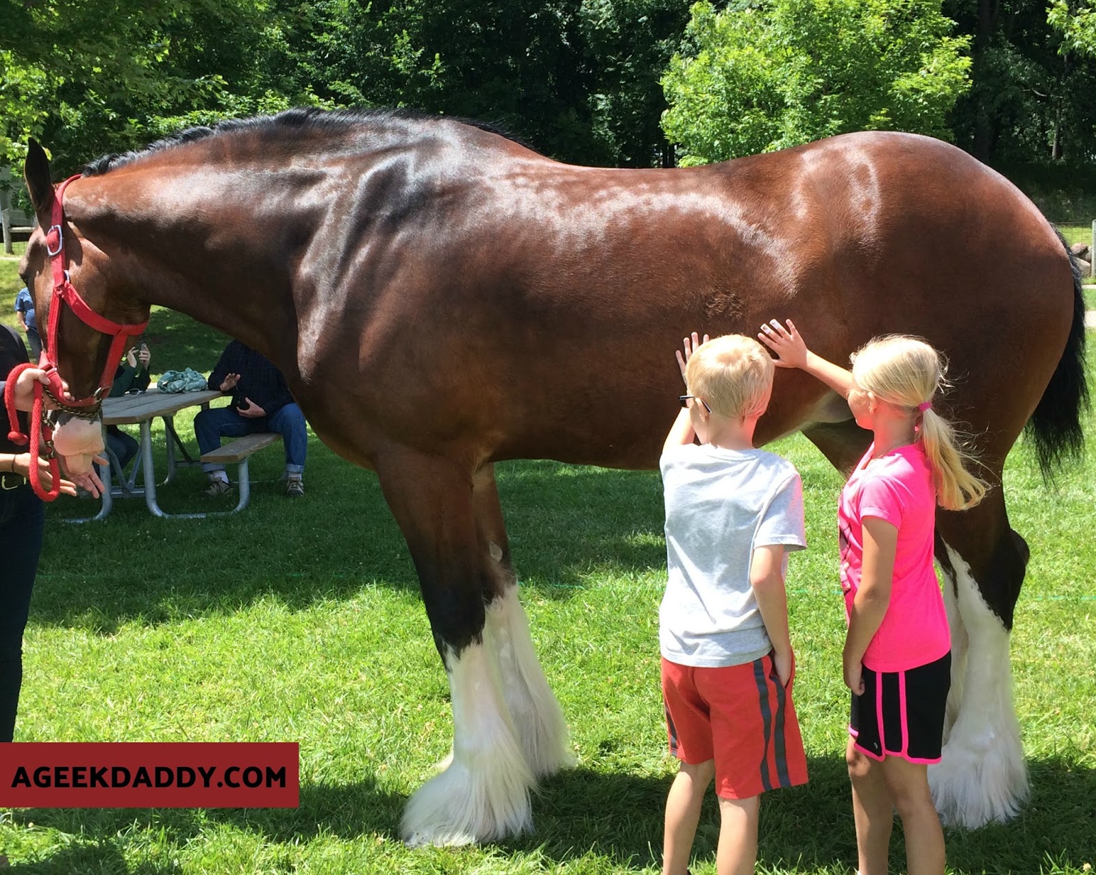 A GEEK DADDY: FUN FACTS ABOUT CLYDESDALES