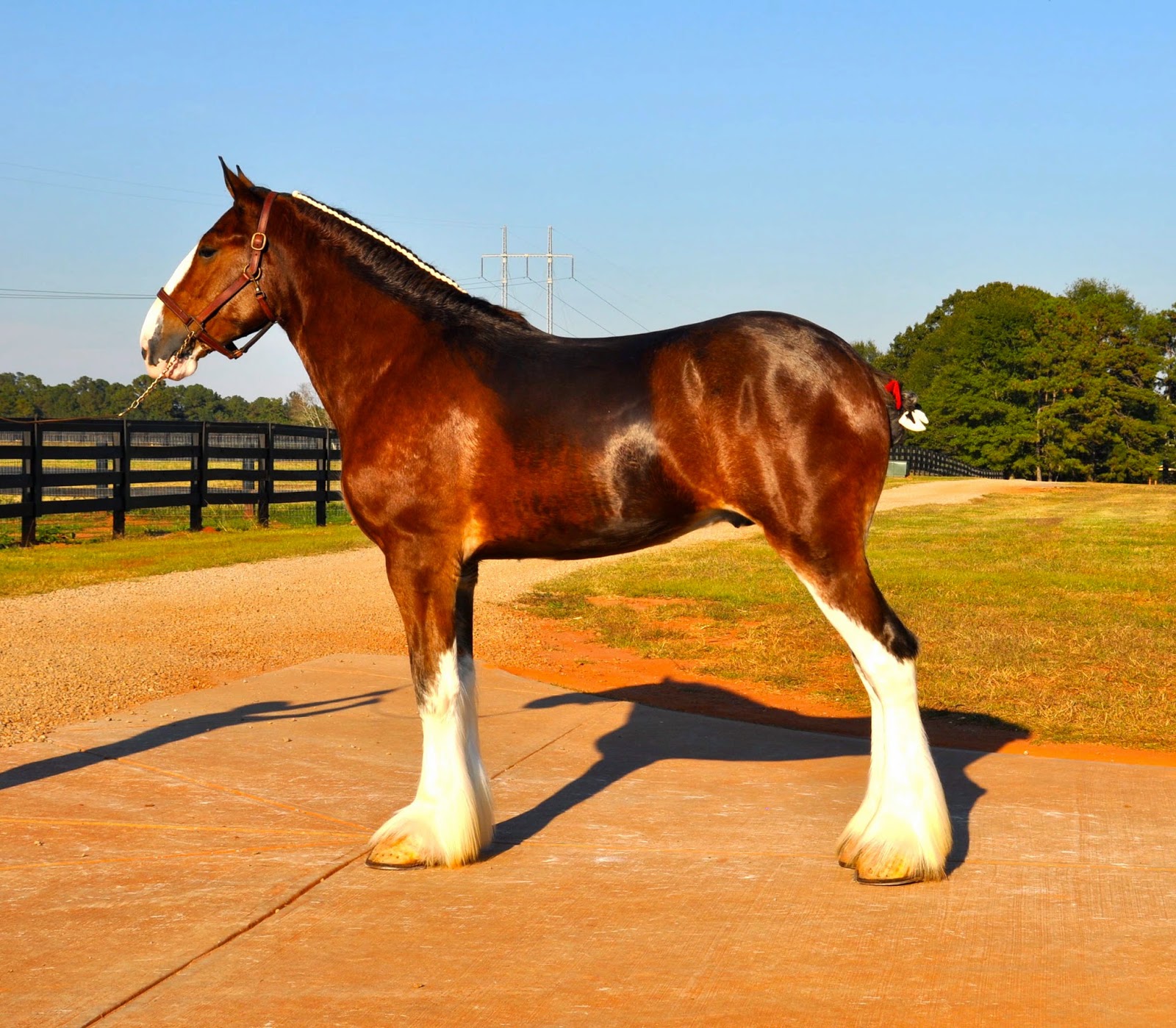 Classic City Clydesdales: Stallions
