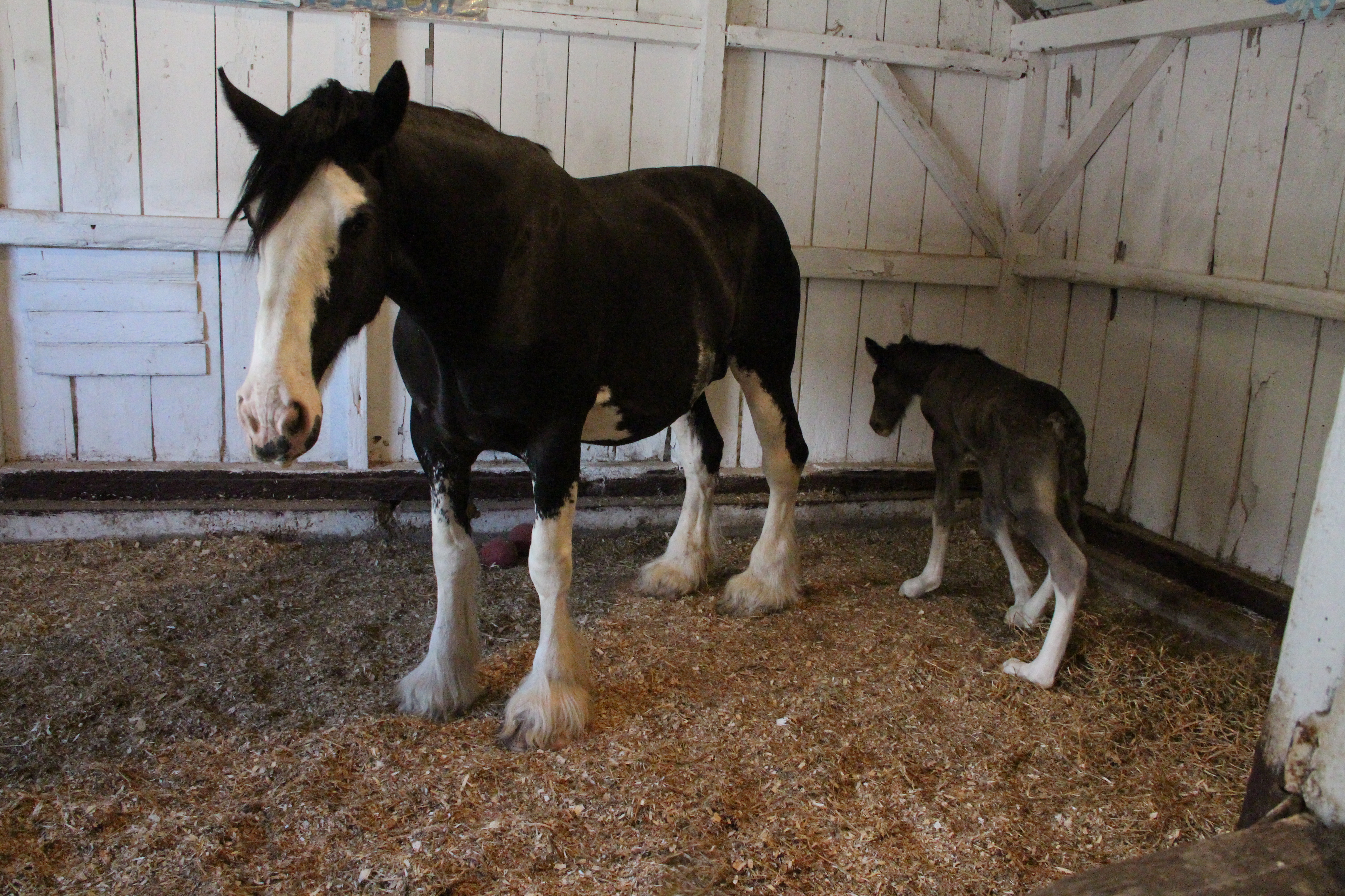 Larson's Famous Clydesdales | RiponWI