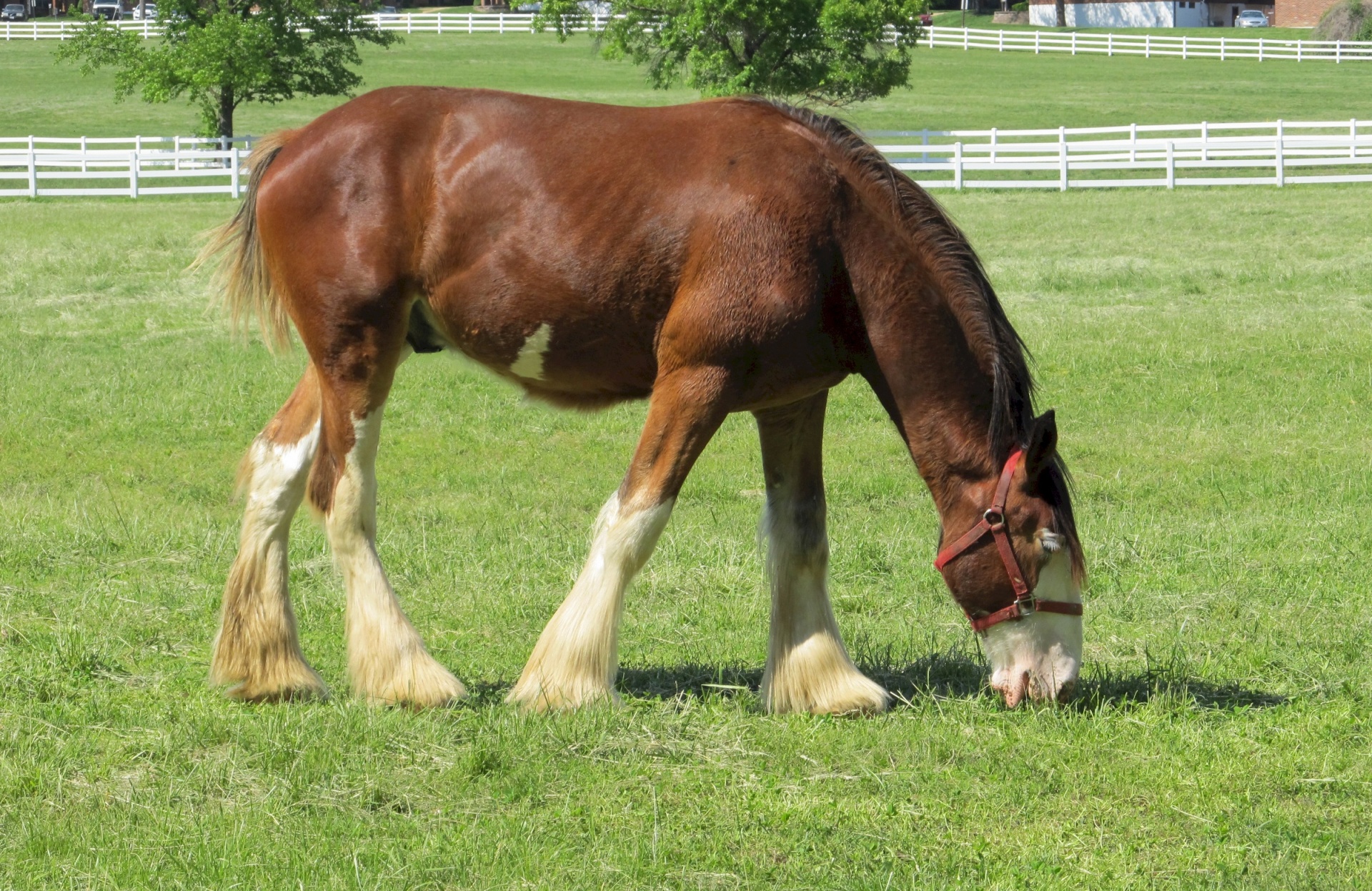 Young Clydesdale Grazing Free Stock Photo - Public Domain Pictures