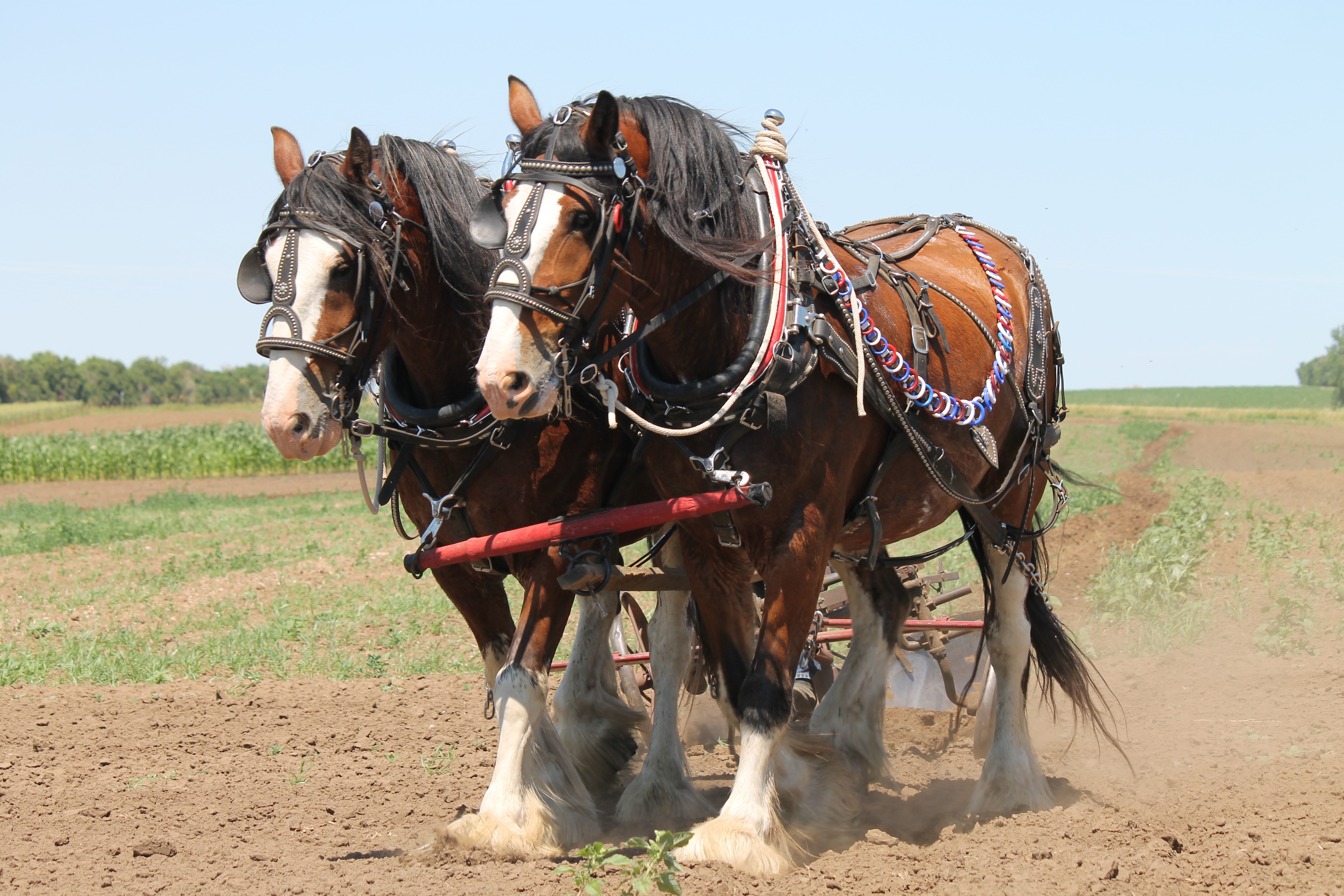 Clydesdale farm photo
