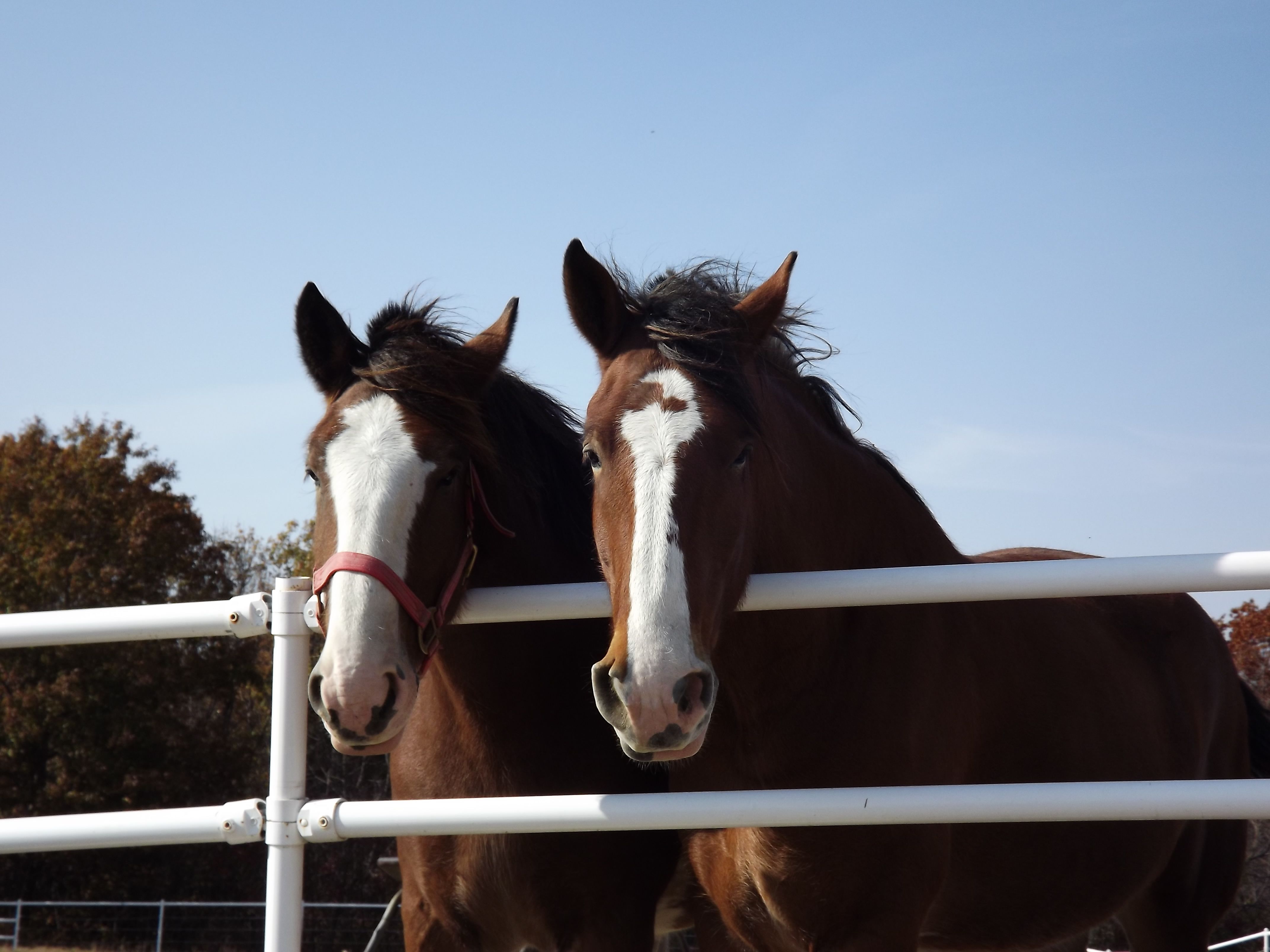 Clydesdales on the farm, Boonville, MO | Memories | Pinterest ...