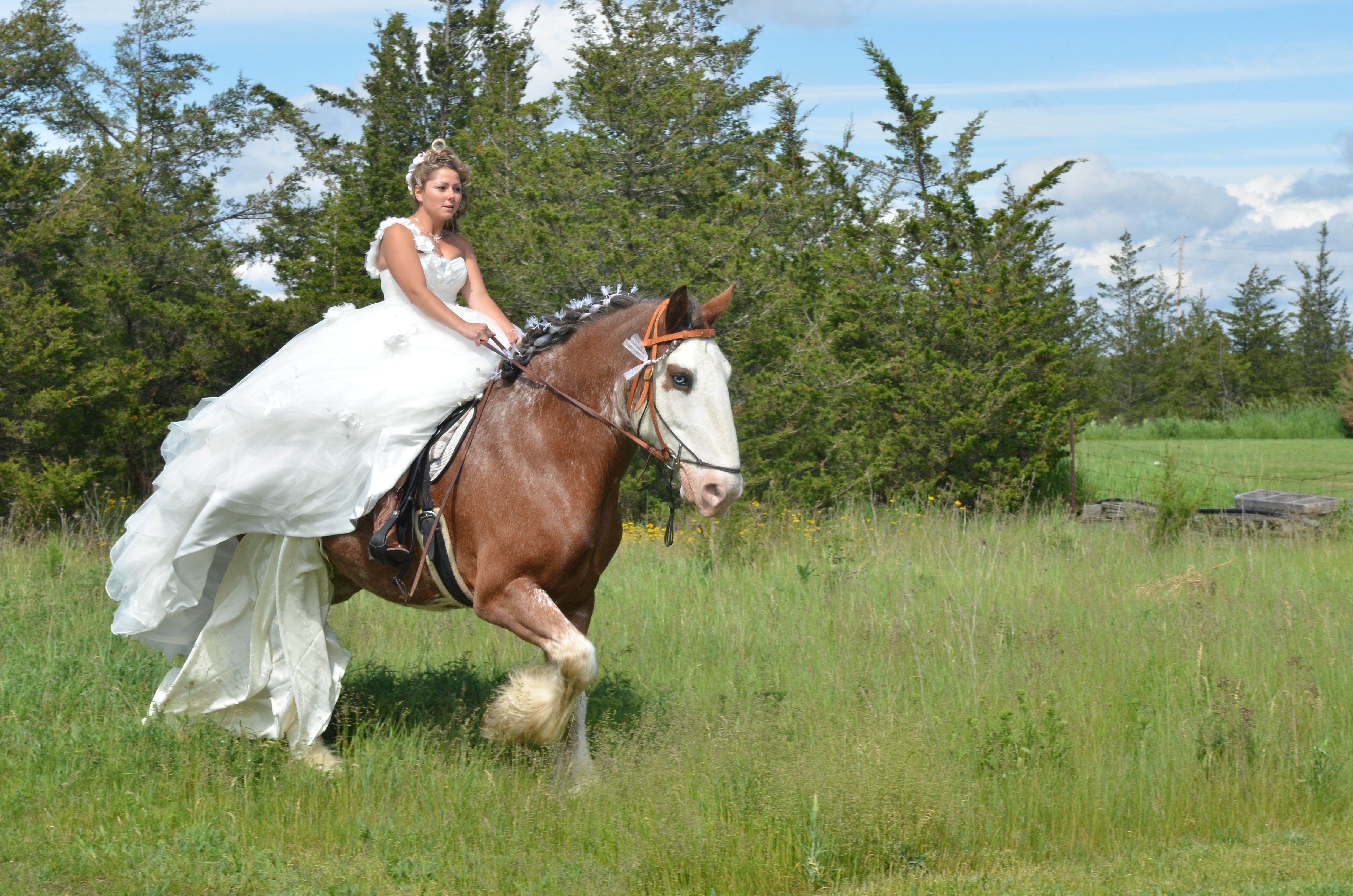 clydesdale wedding | Random | Pinterest | Clydesdale and Horse