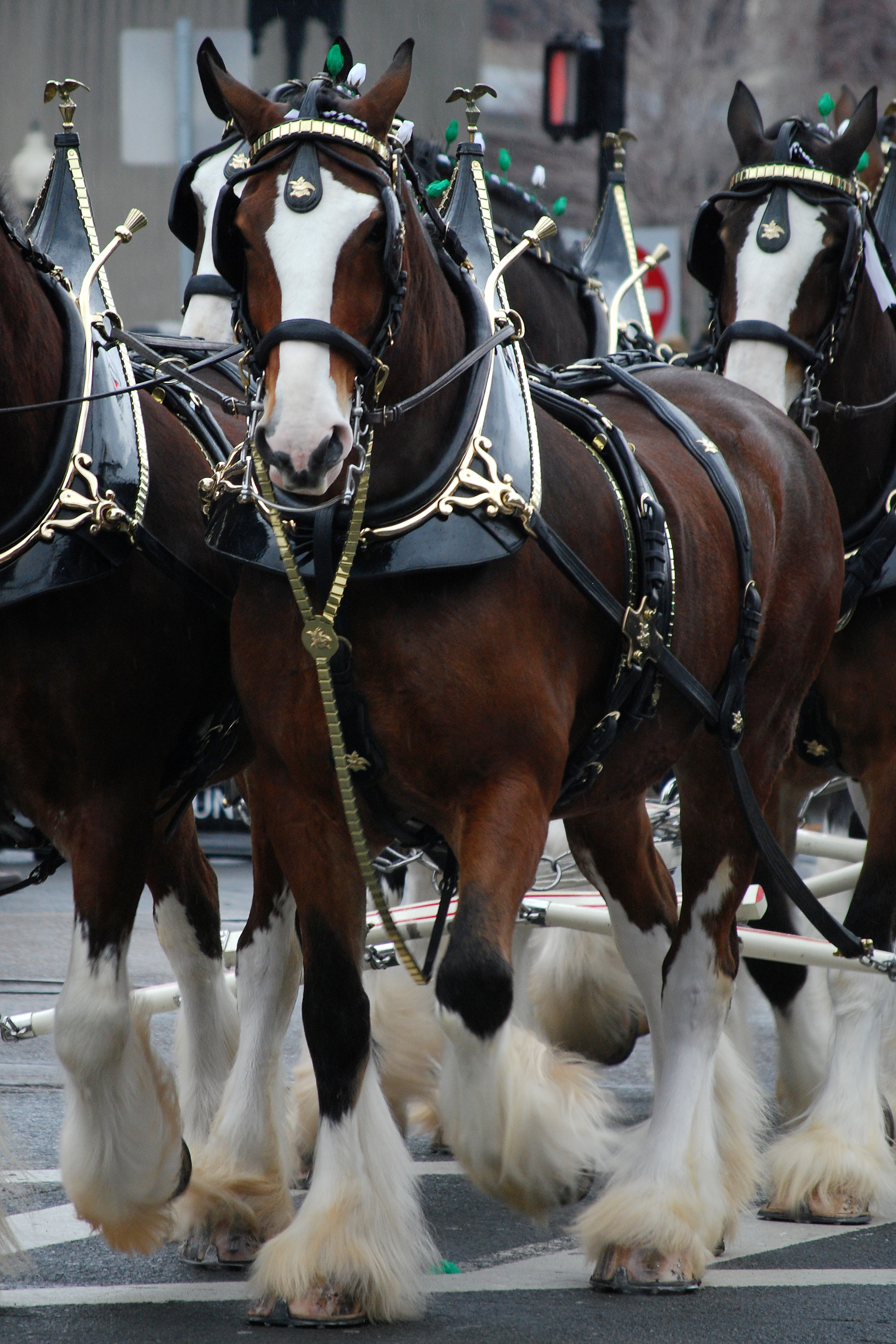 Budweiser Clydesdales - Wikipedia