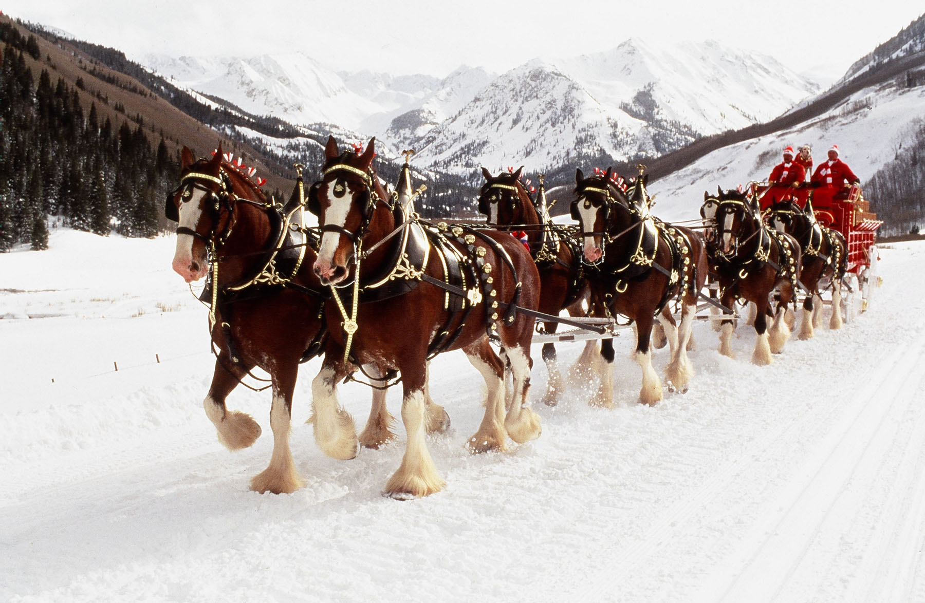 World renowned Budweiser Clydesdales to appear at museum > National ...