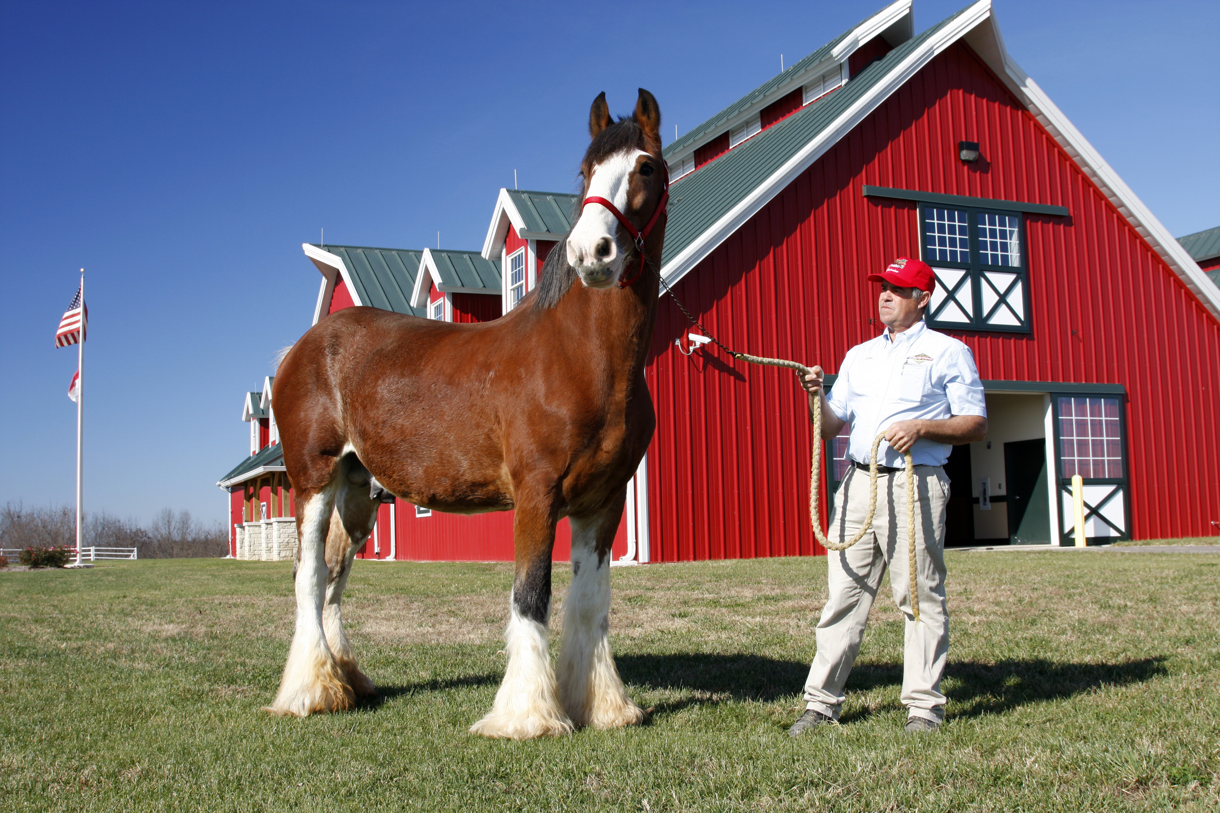 A Chance to Meet Future Stars of the Budweiser Clydesdales: Warm ...