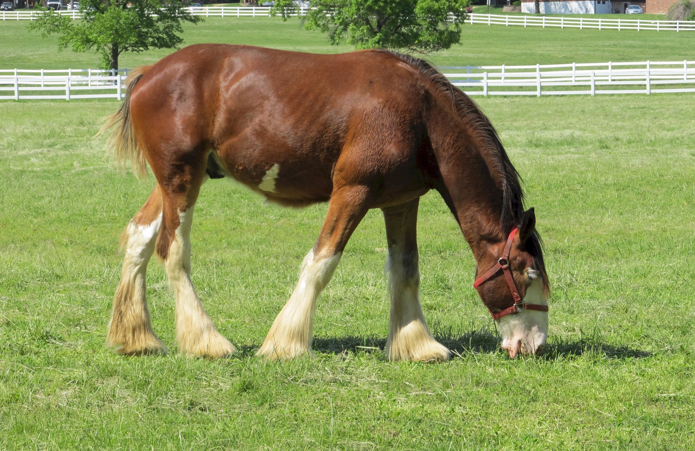 Clydesdales farm photo