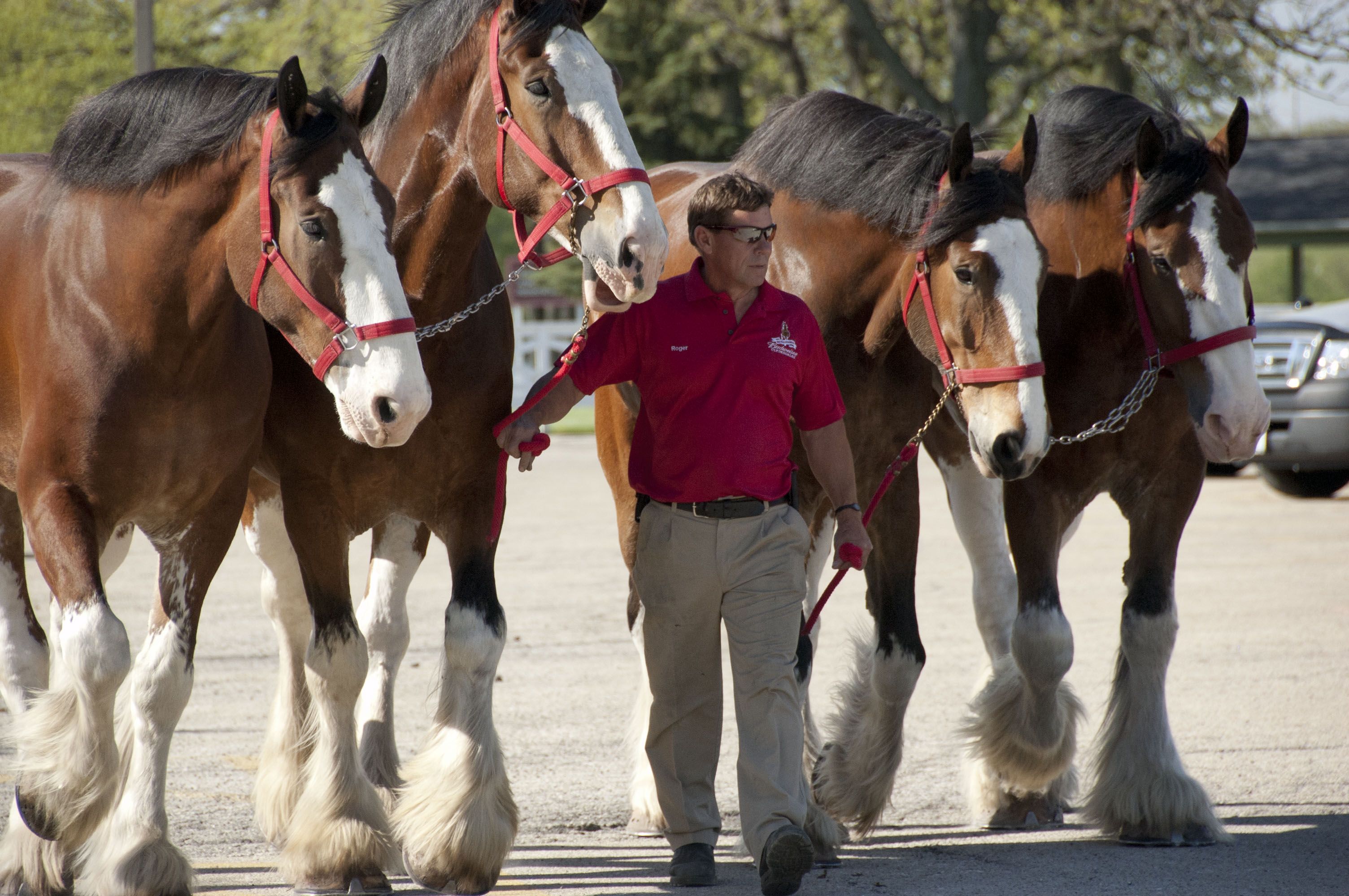 Budweiser Clydesdales at Lambs Farm | Events | Pinterest | Horse
