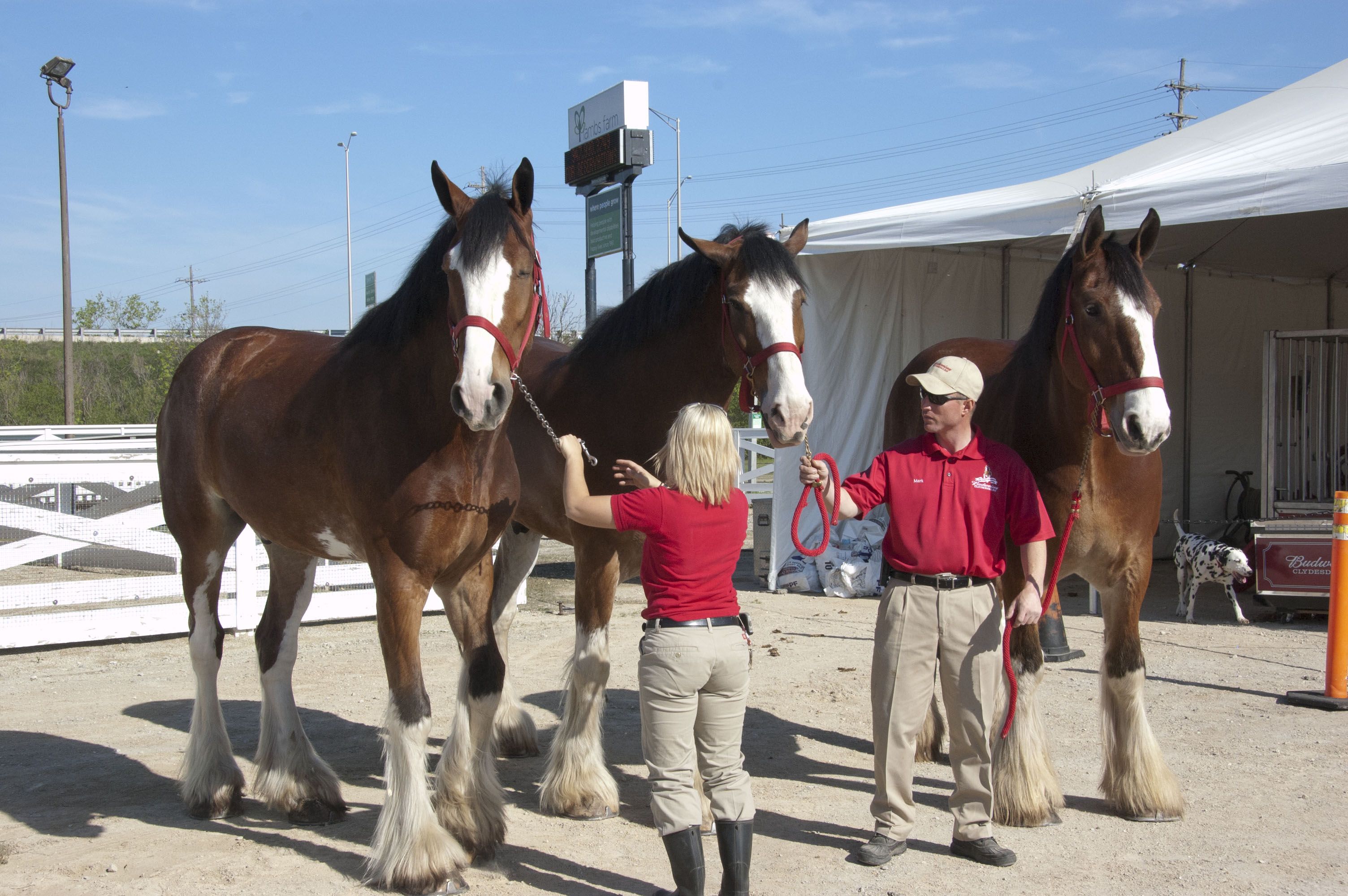 Budweiser Clydesdales at Lambs Farm | Events | Pinterest ...