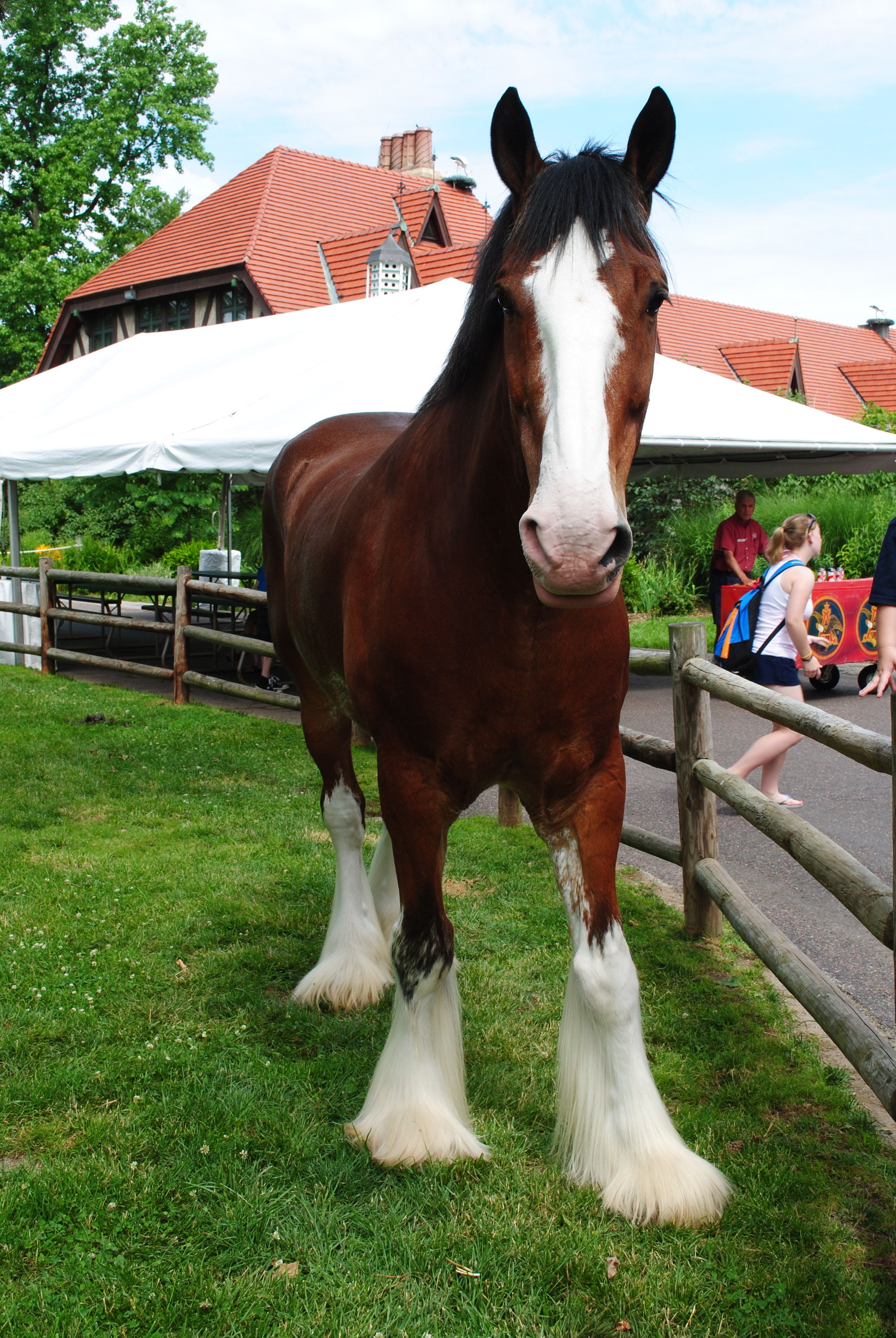 HUGE Clydesdales at Grants Farm! Beautiful horses! Some of which are ...