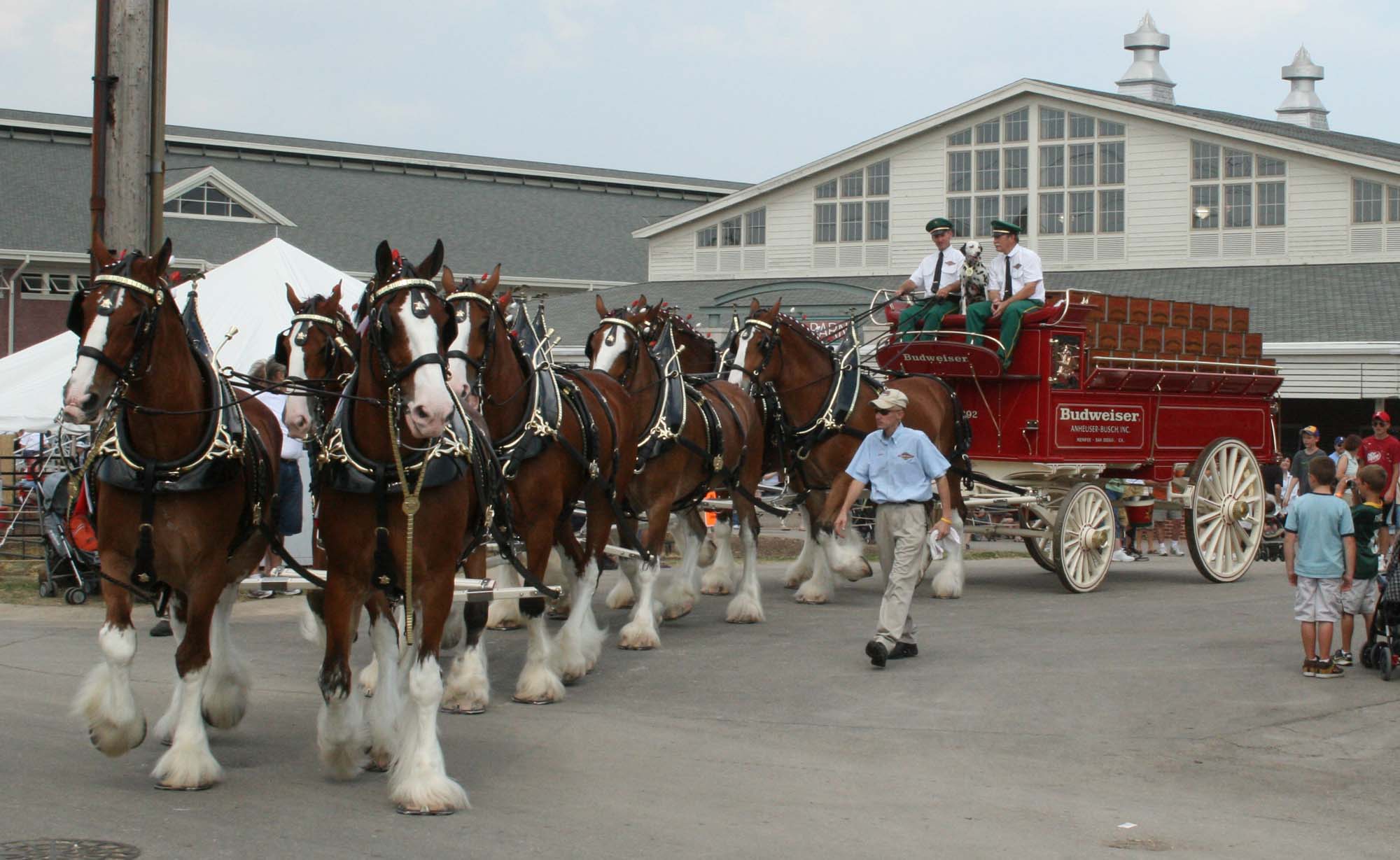 Budweiser Clydesdales Arrive In Newark At 2:00 P.M., Come On Down ...