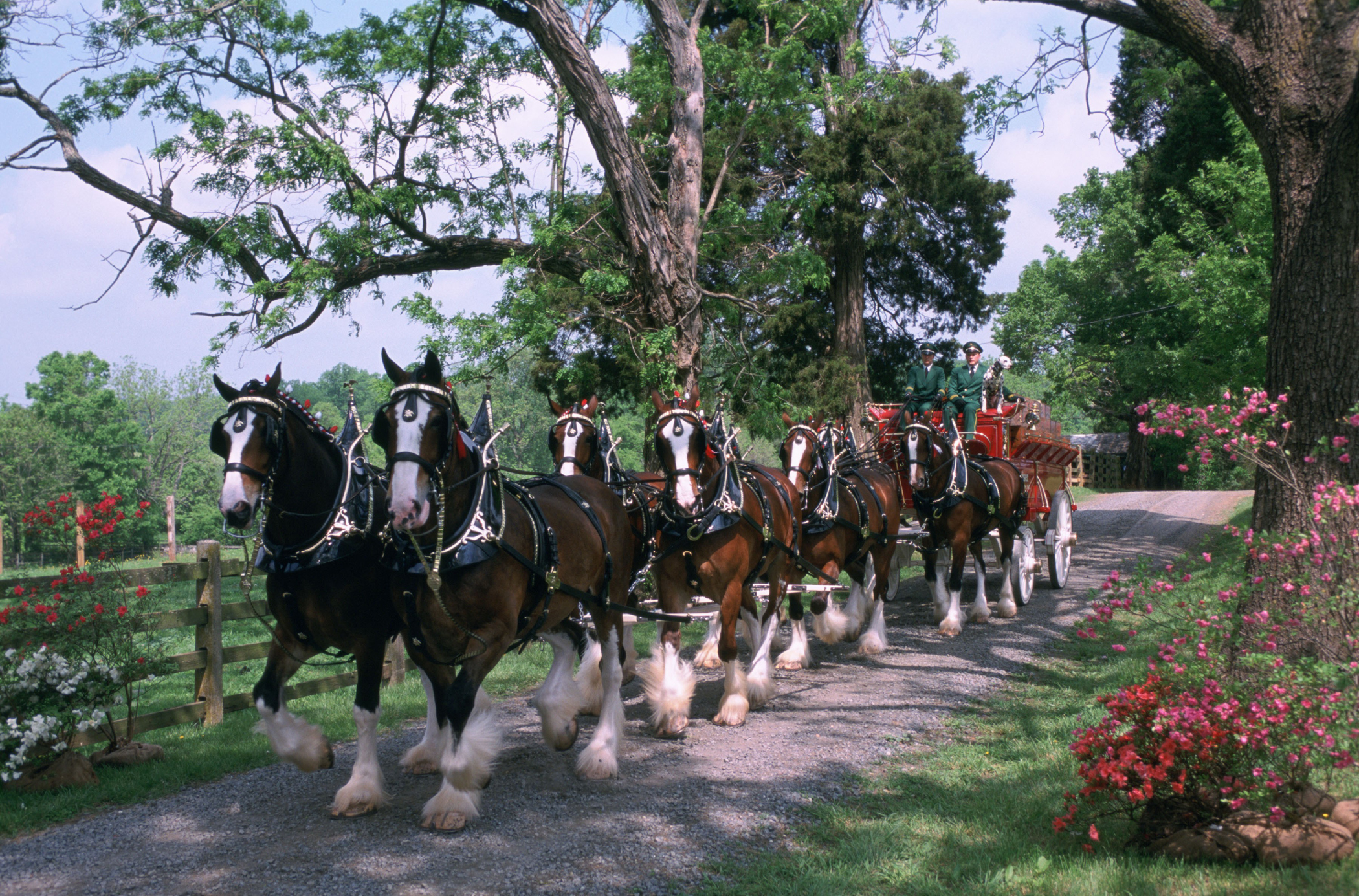 Budweiser Clydesdale Parade - lambs farm