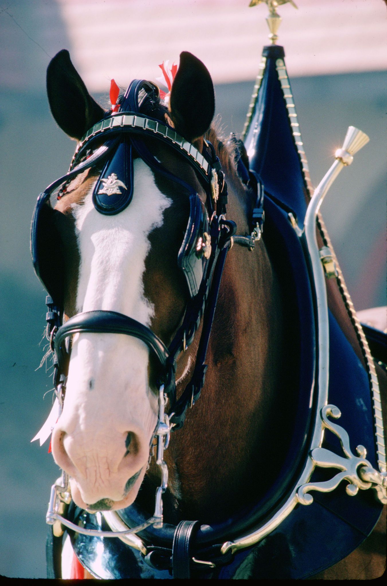 A champion (Budweiser) | Horses 1 (Closed) Started Horses 2 (too ...