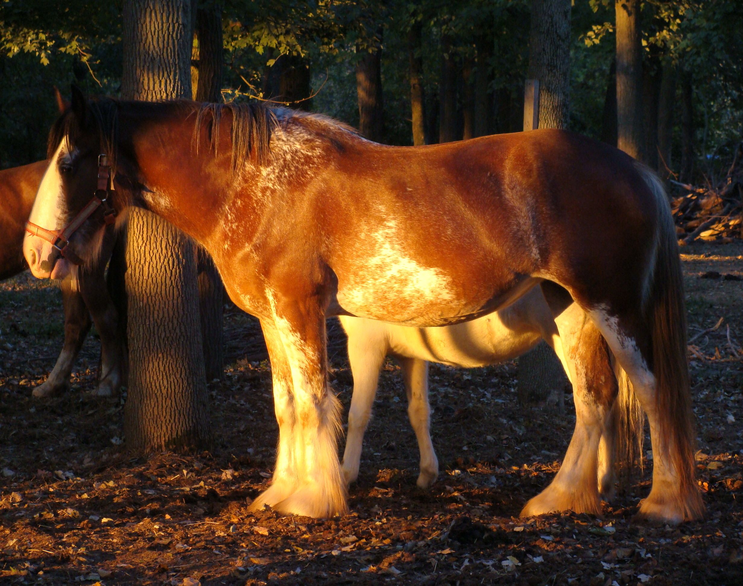 Clydesdales of D'archangel Farm | Horses | Pinterest | Horse ...