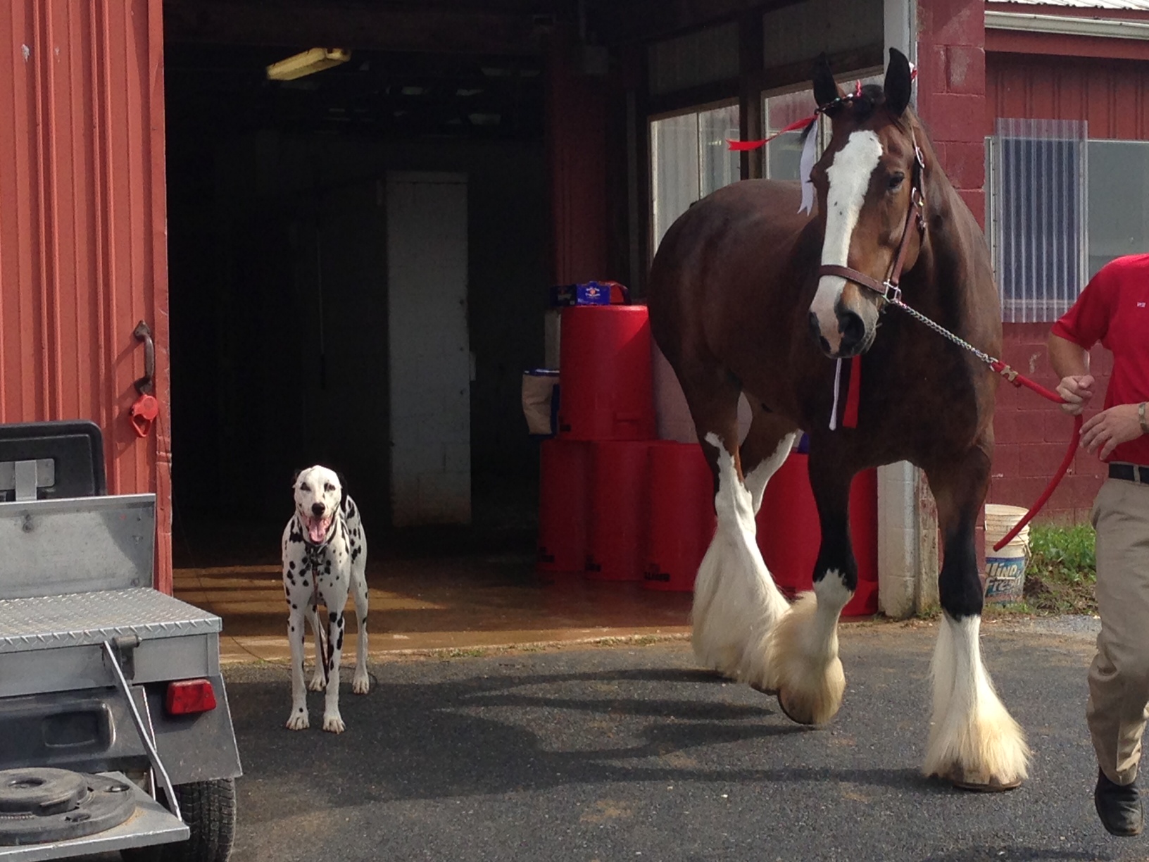 World-Famous Budweiser Clydesdales Arrive at Penn National - Horse ...