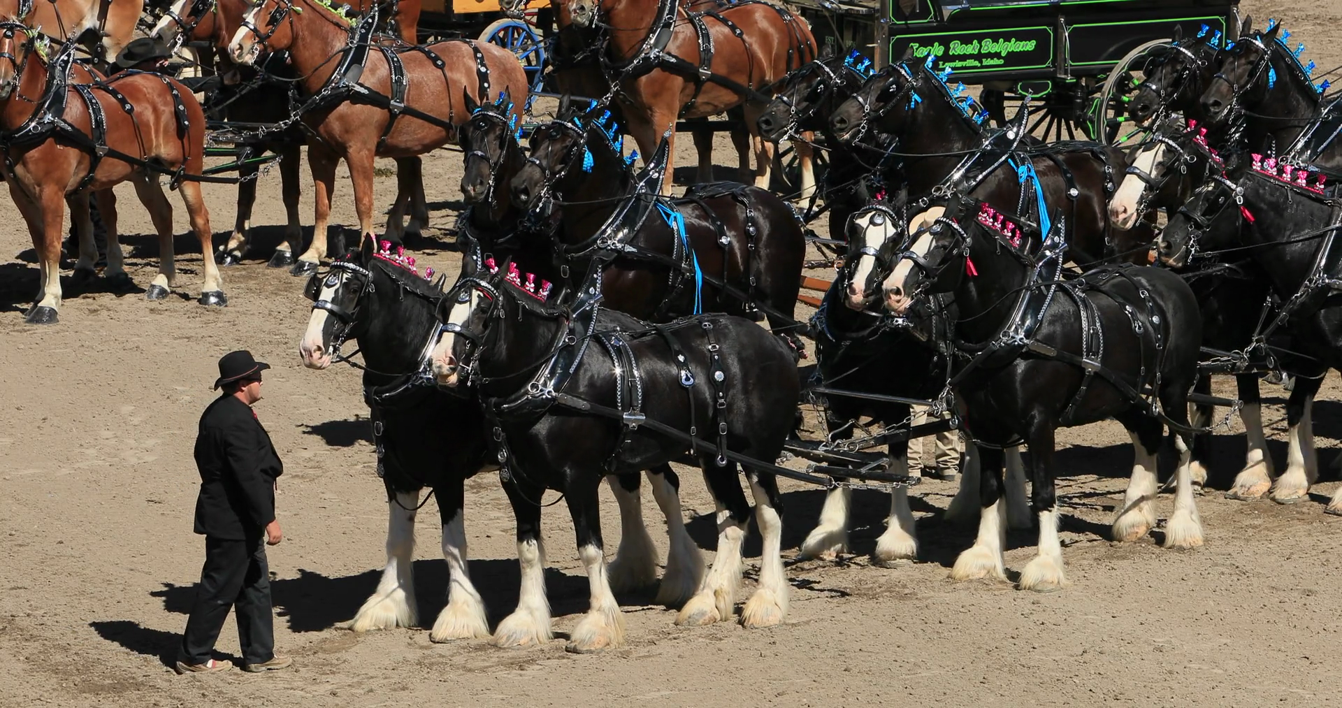 Draft Horse show powerful Clydesdales and wagon DCI 4K 600. Gentle ...