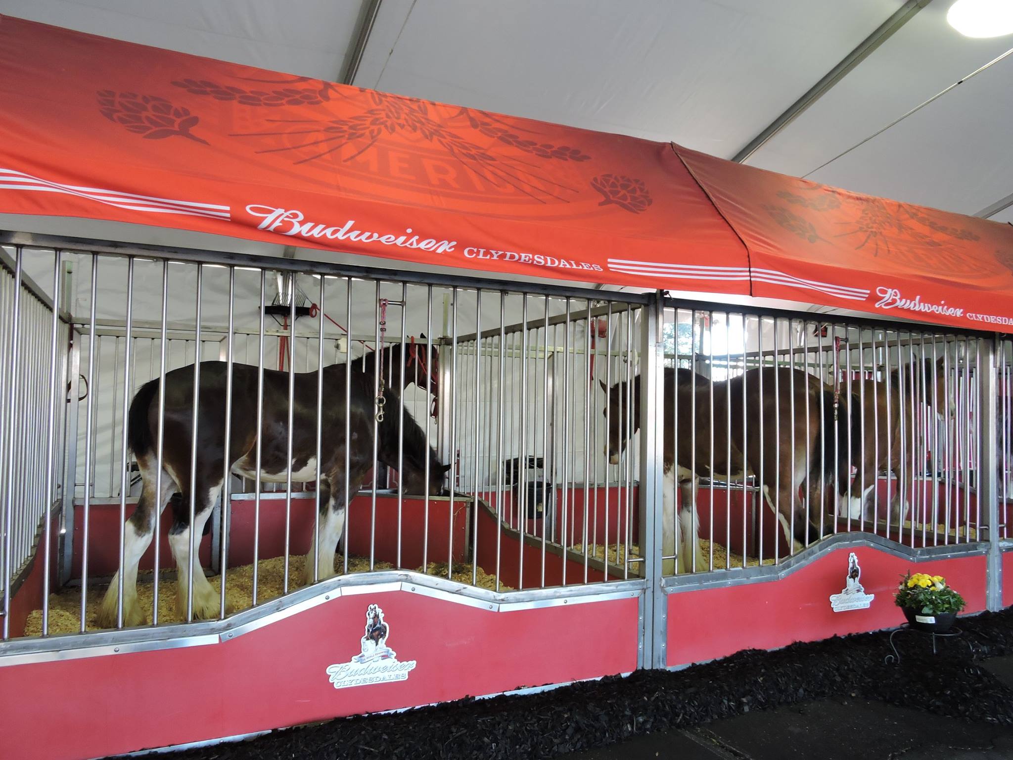 Budweiser's Clydesdales return to Fairfield for Super Bowl 50 ...