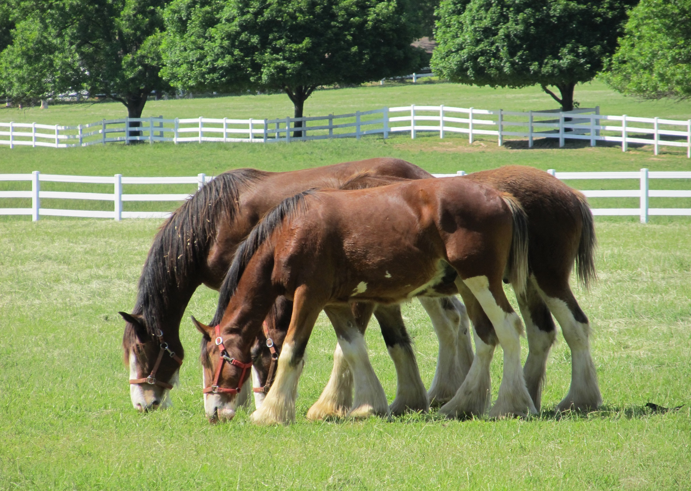 Clydesdales Farm