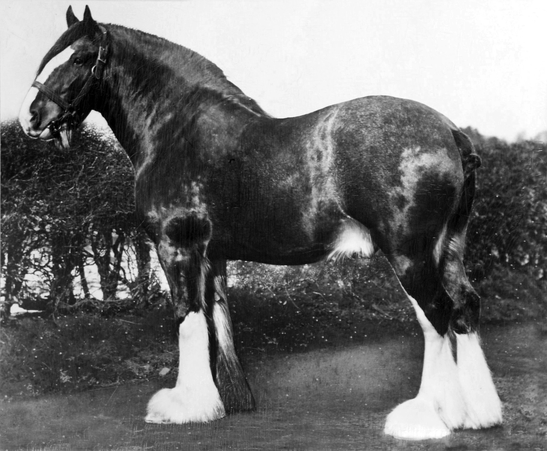 News | Clydesdale Horse Society